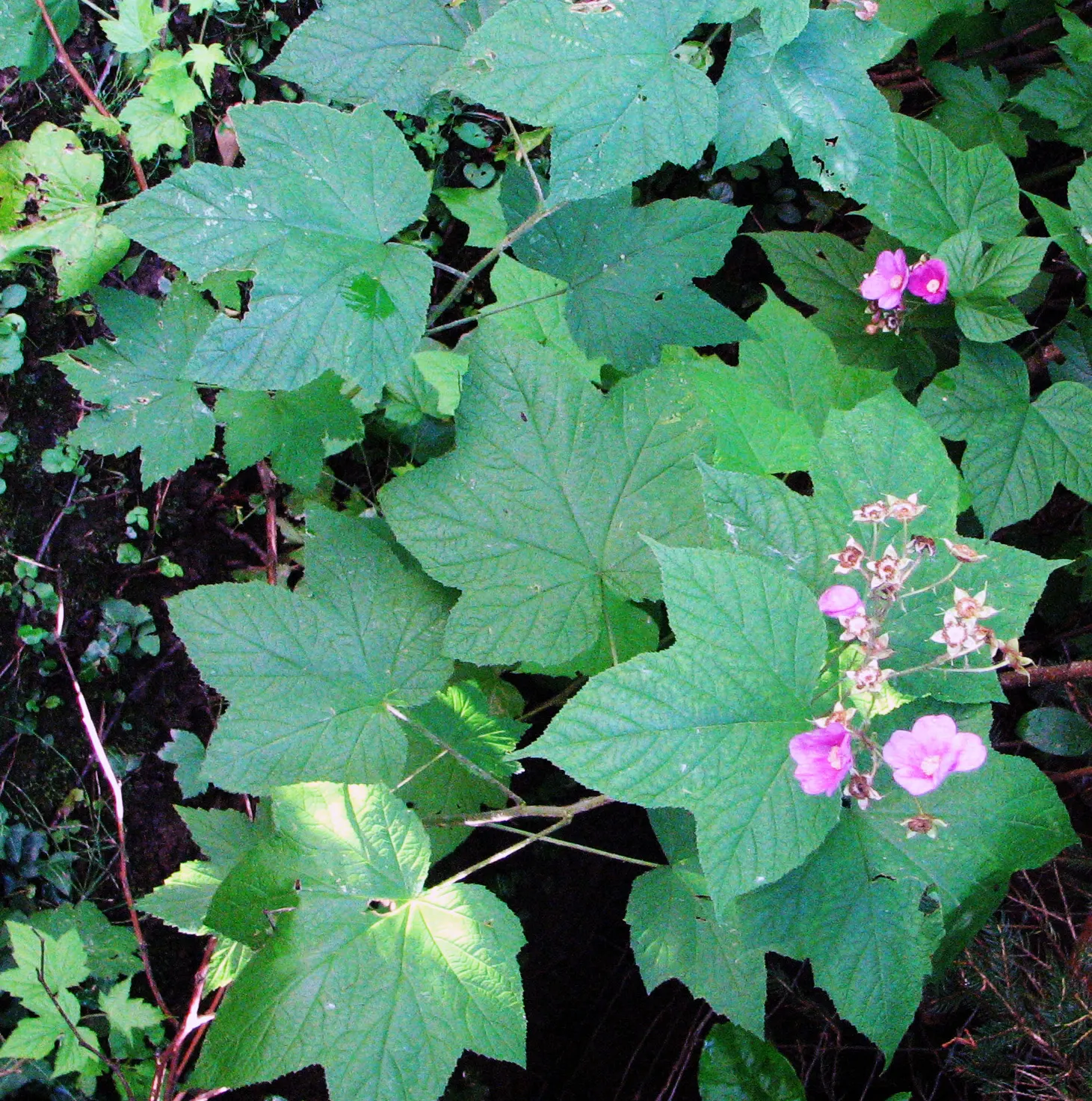Purple Flowering Raspberry (Rubus Odoratus) — Hardy and deer-resistant, it's ideal for naturalistic plantings and attracts pollinators