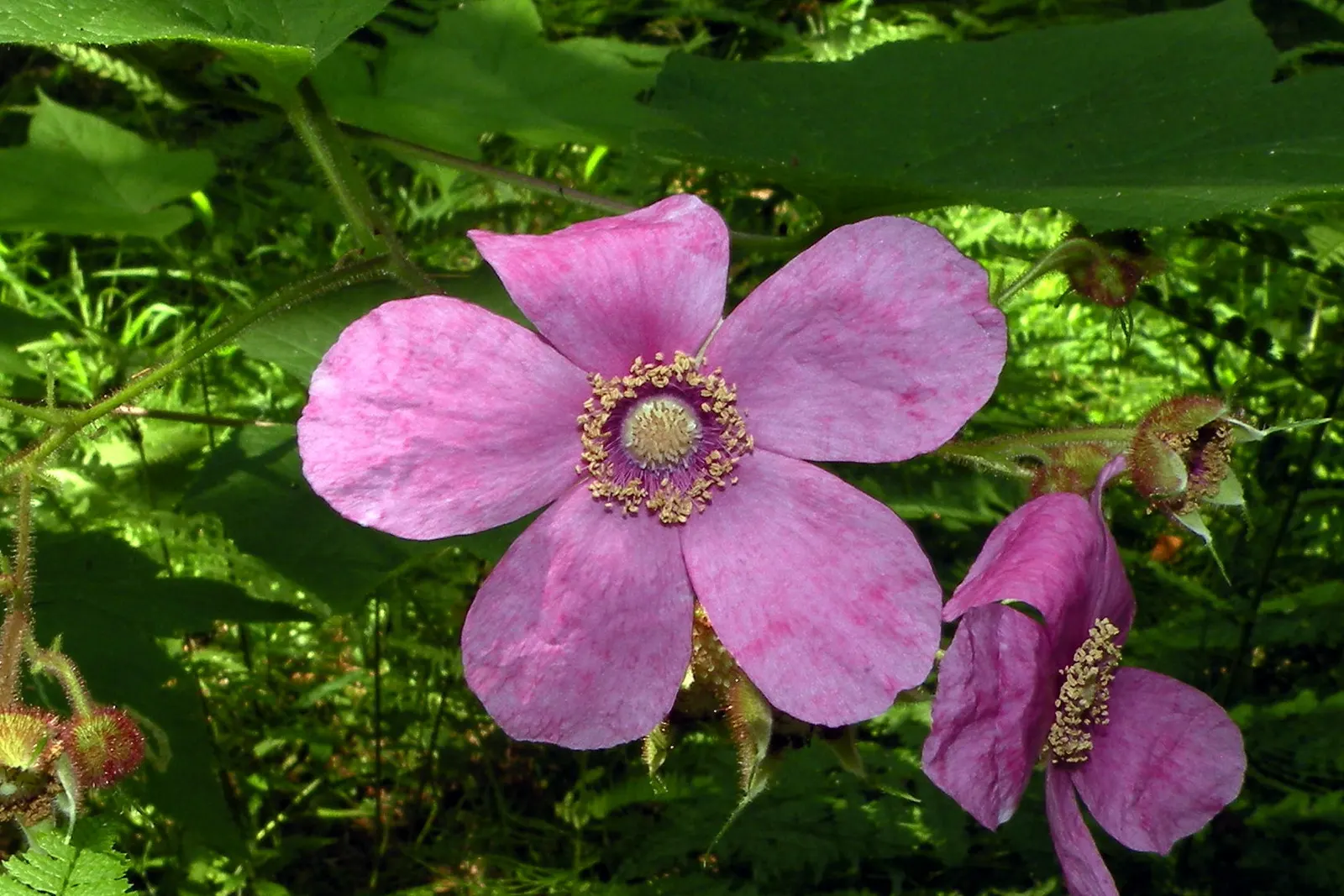 Purple Flowering Raspberry (Rubus Odoratus) — about 0.75 to 1 inch in size; the Purple Flowering Raspberry is also an excellent choice for naturalistic