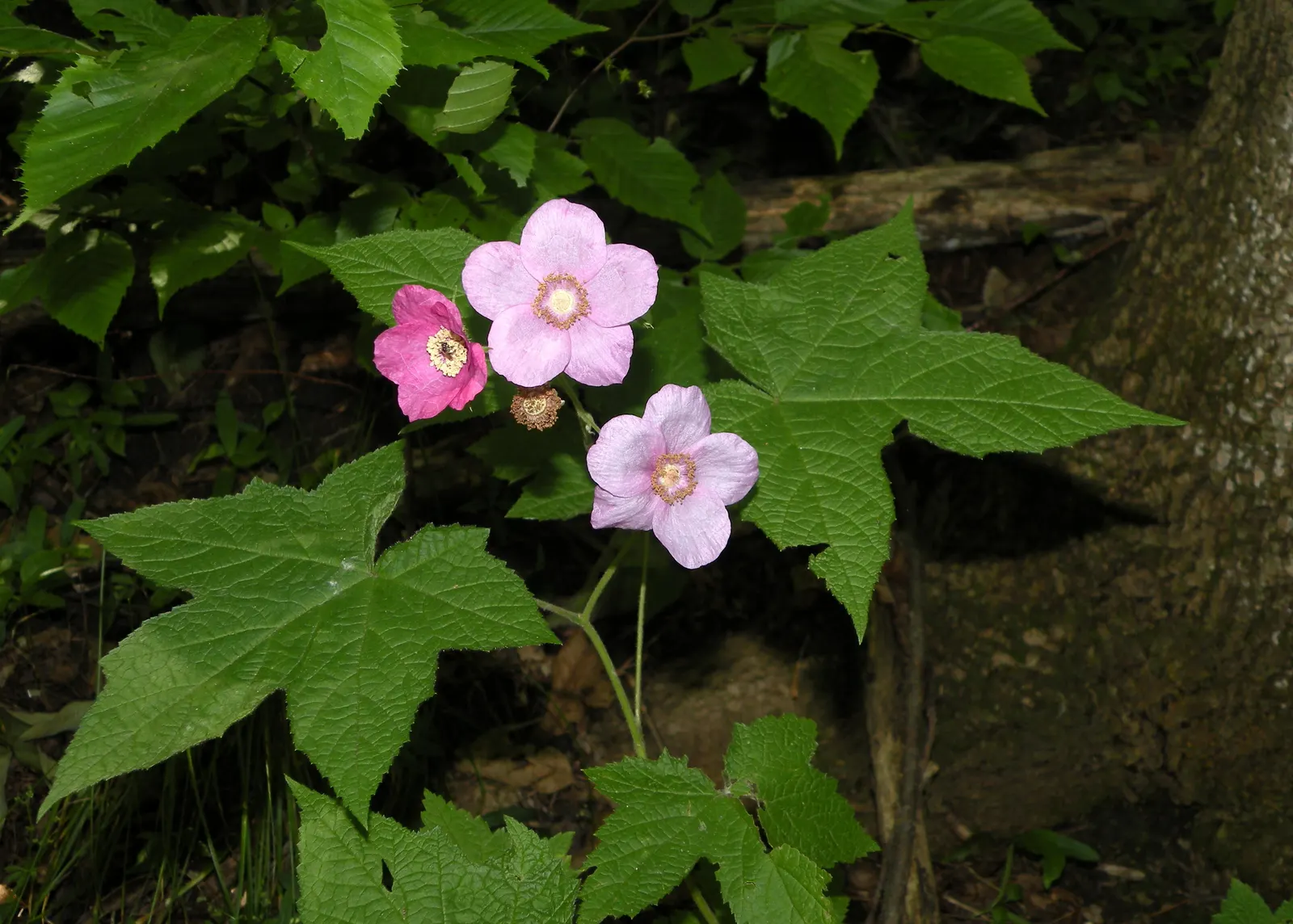 Purple Flowering Raspberry (Rubus Odoratus) — This plant's adaptability to various conditions; which bloom profusely from early summer through the fall