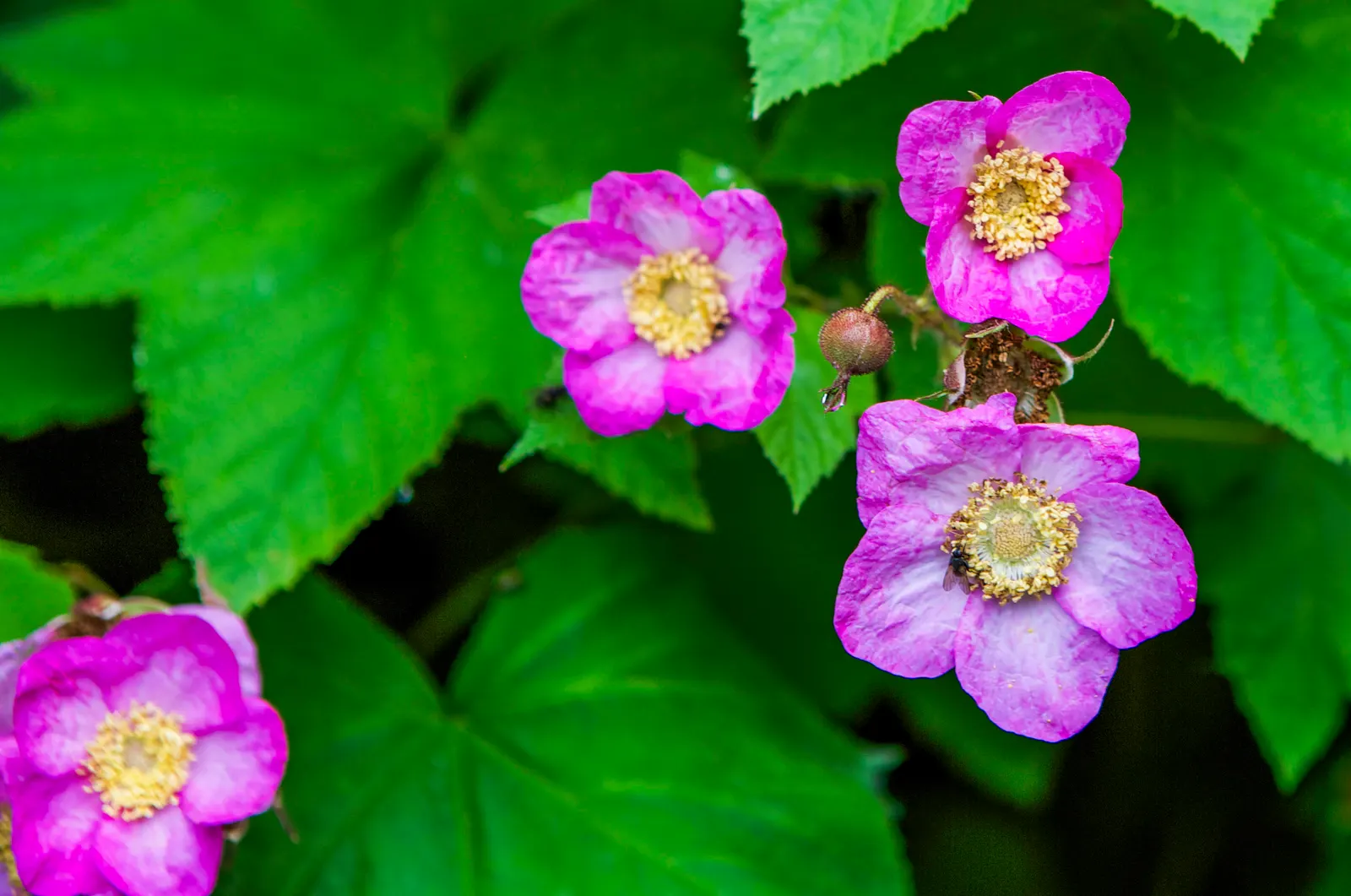 Purple Flowering Raspberry (Rubus Odoratus) — pink and purple flowers in the garden; the flowers are not only visually pleasing but also exude a pleasant