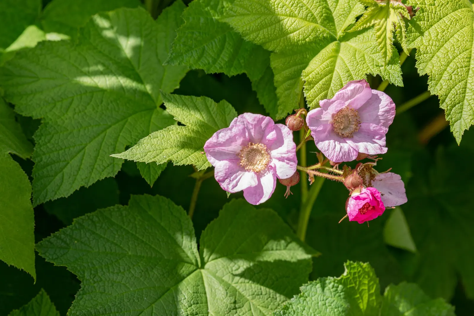 Purple Flowering Raspberry (Rubus Odoratus) — It thrives in part shade to full sun and prefers moist, well-drained soils; commonly known as Purple, image 67