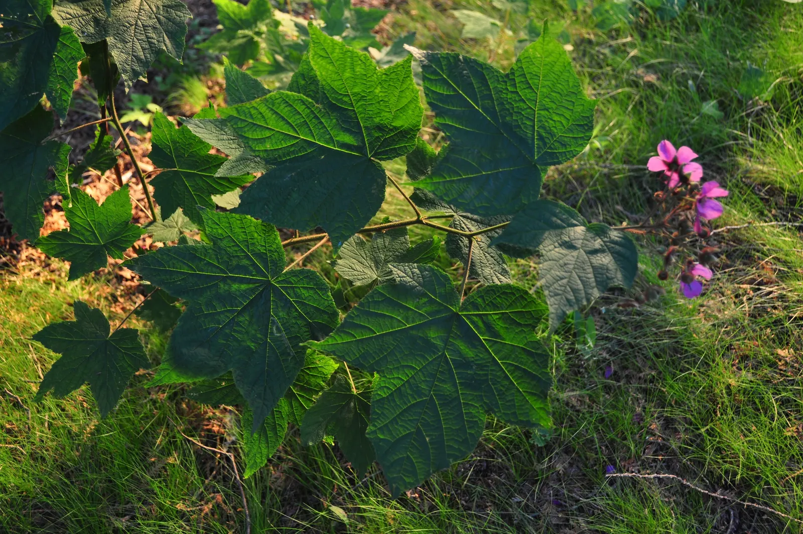 Purple Flowering Raspberry (Rubus Odoratus) — coarse-textured backdrop in USDA zones 3-8