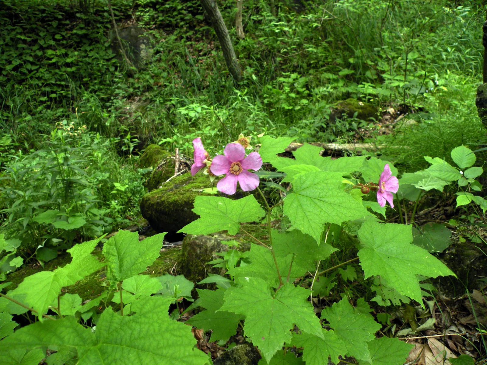 Purple Flowering Raspberry (Rubus Odoratus) — add to the visual interest throughout the growing season; shrub for full