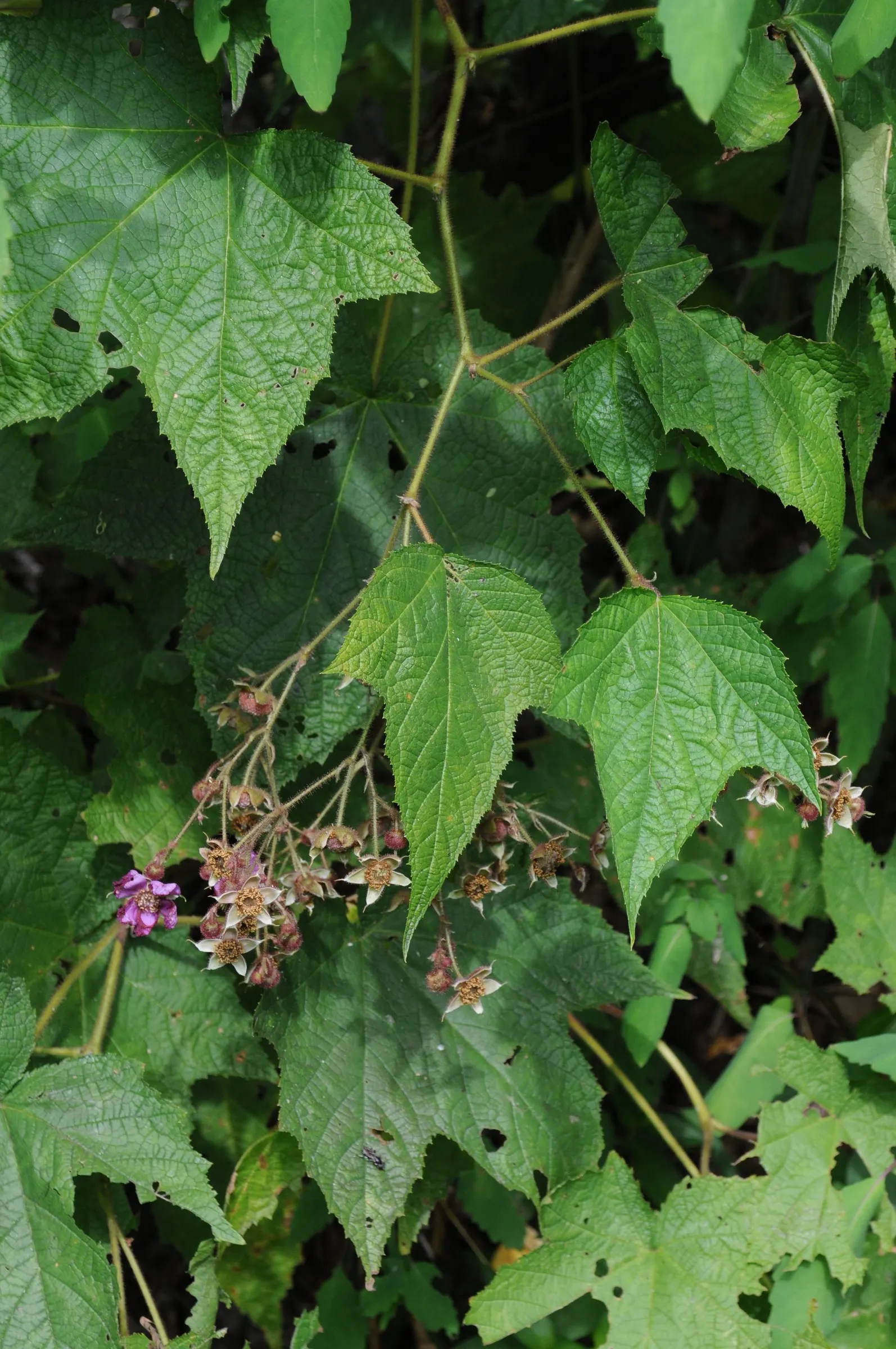 Purple Flowering Raspberry (Rubus Odoratus) — shrub with pink and purple blooms