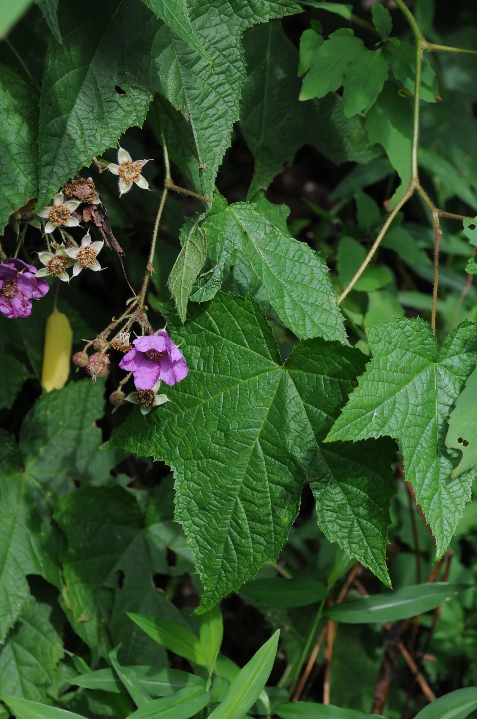 Purple Flowering Raspberry (Rubus Odoratus) — coarse-textured backdrop in USDA zones 3-8; it should be spaced about 4 feet apart to allow for mature growth