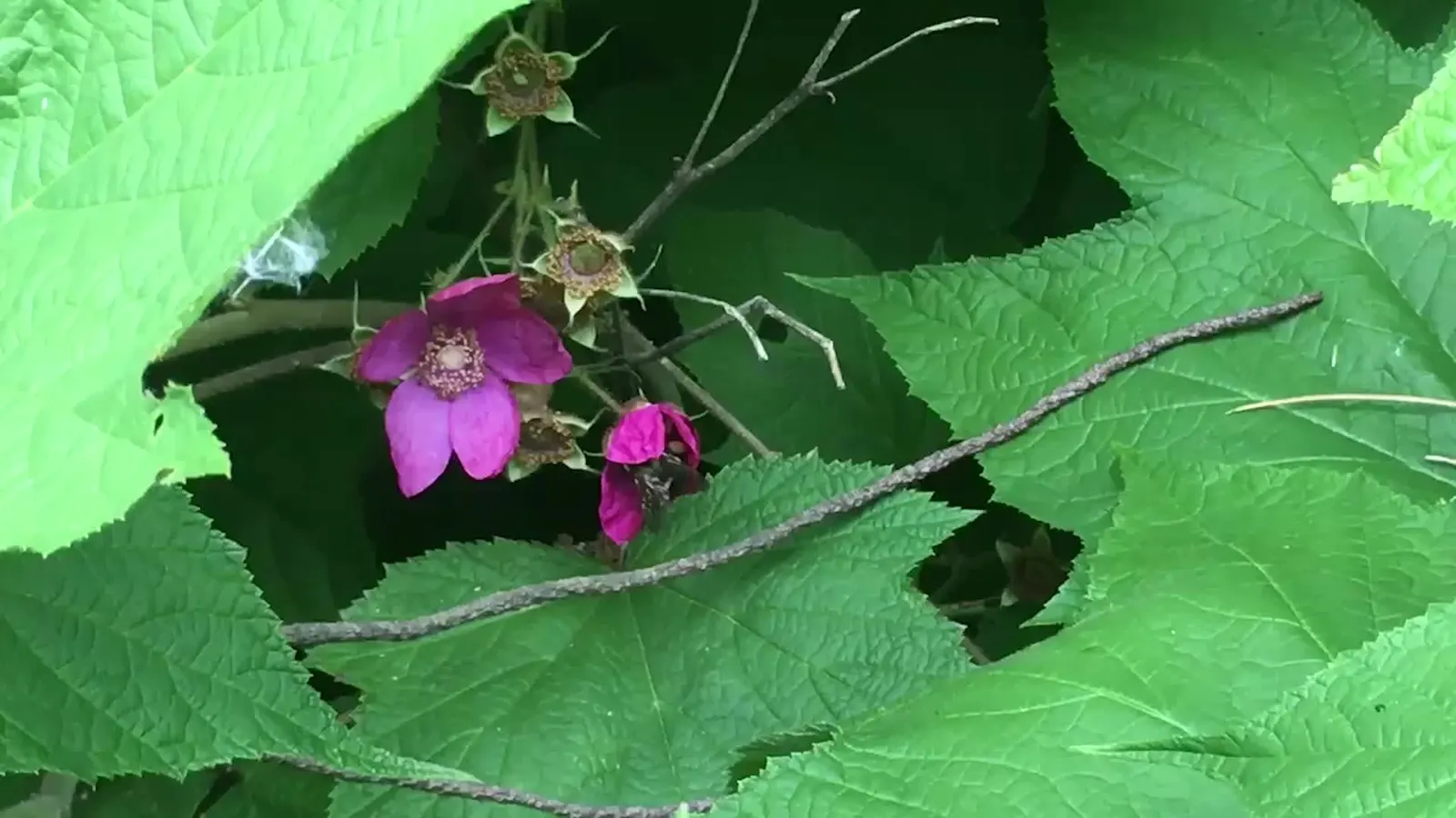 Purple Flowering Raspberry (Rubus Odoratus) — revered for its vibrant blooms and ease of growth