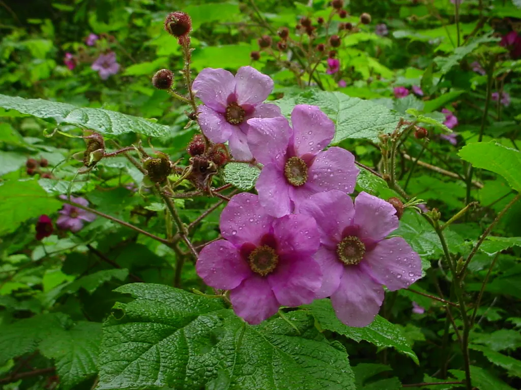 Purple Flowering Raspberry (Rubus Odoratus) — The Purple Flowering Raspberry is also an excellent choice for naturalistic plantings and woodland gardens; this