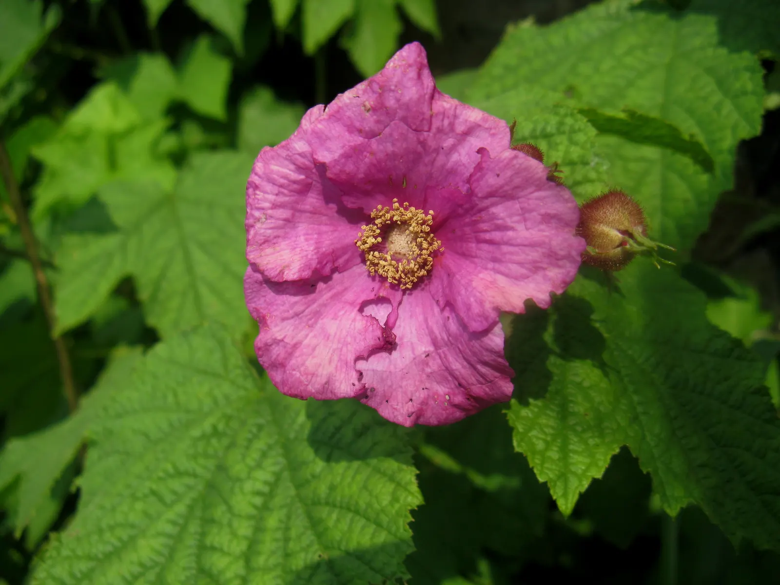 Purple Flowering Raspberry (Rubus Odoratus) — each measuring 1.5 to 2.5 inches across
