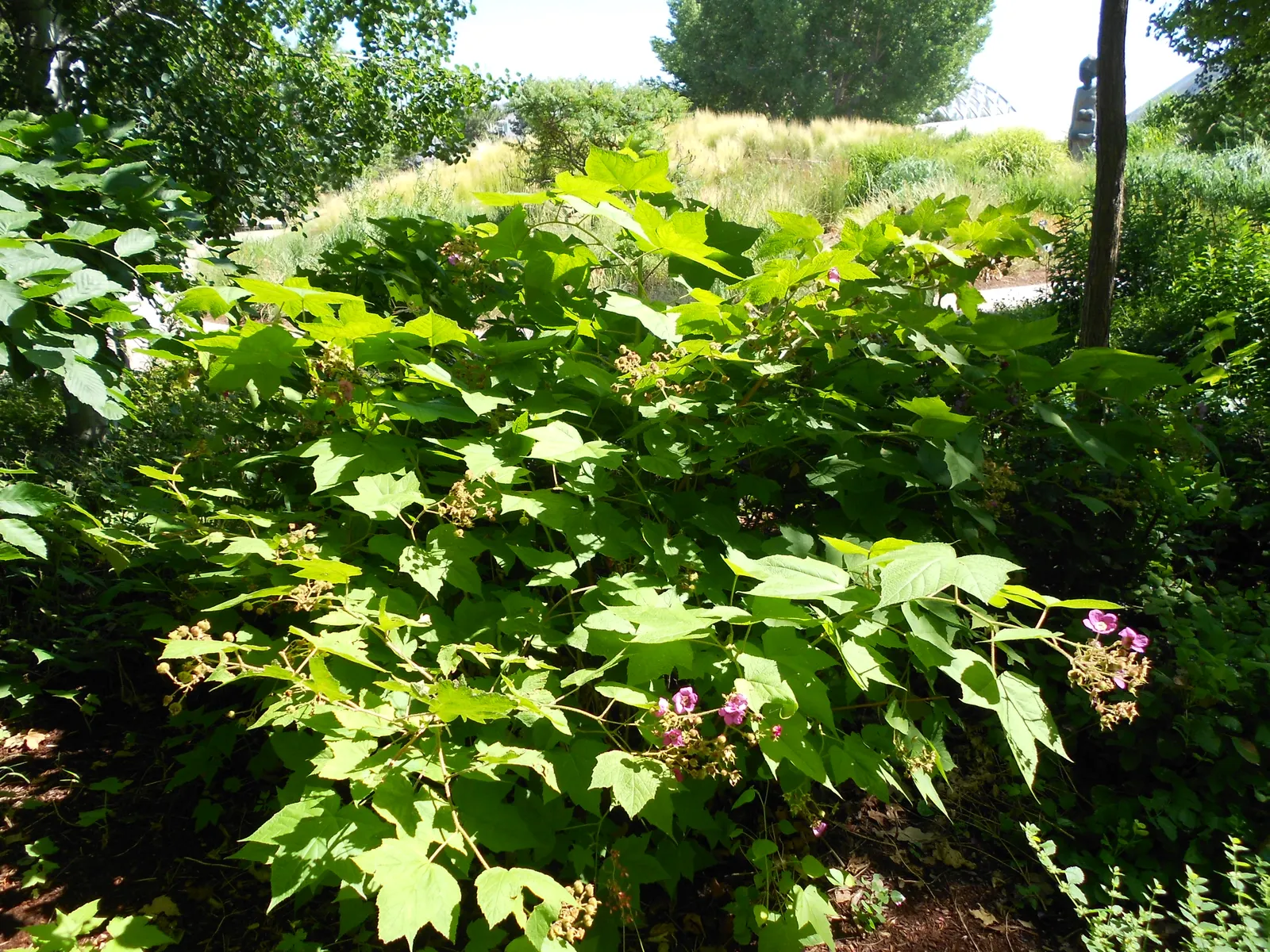 Purple Flowering Raspberry (Rubus Odoratus) — This attractive species usually reaches heights of 3 to 6 feet, with a similar spread