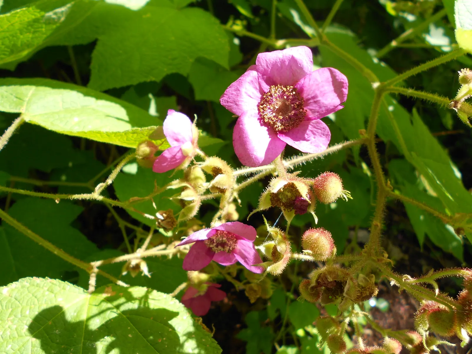 Purple Flowering Raspberry (Rubus Odoratus) — makes it an advantageous selection for landscape projects desiring low maintenance