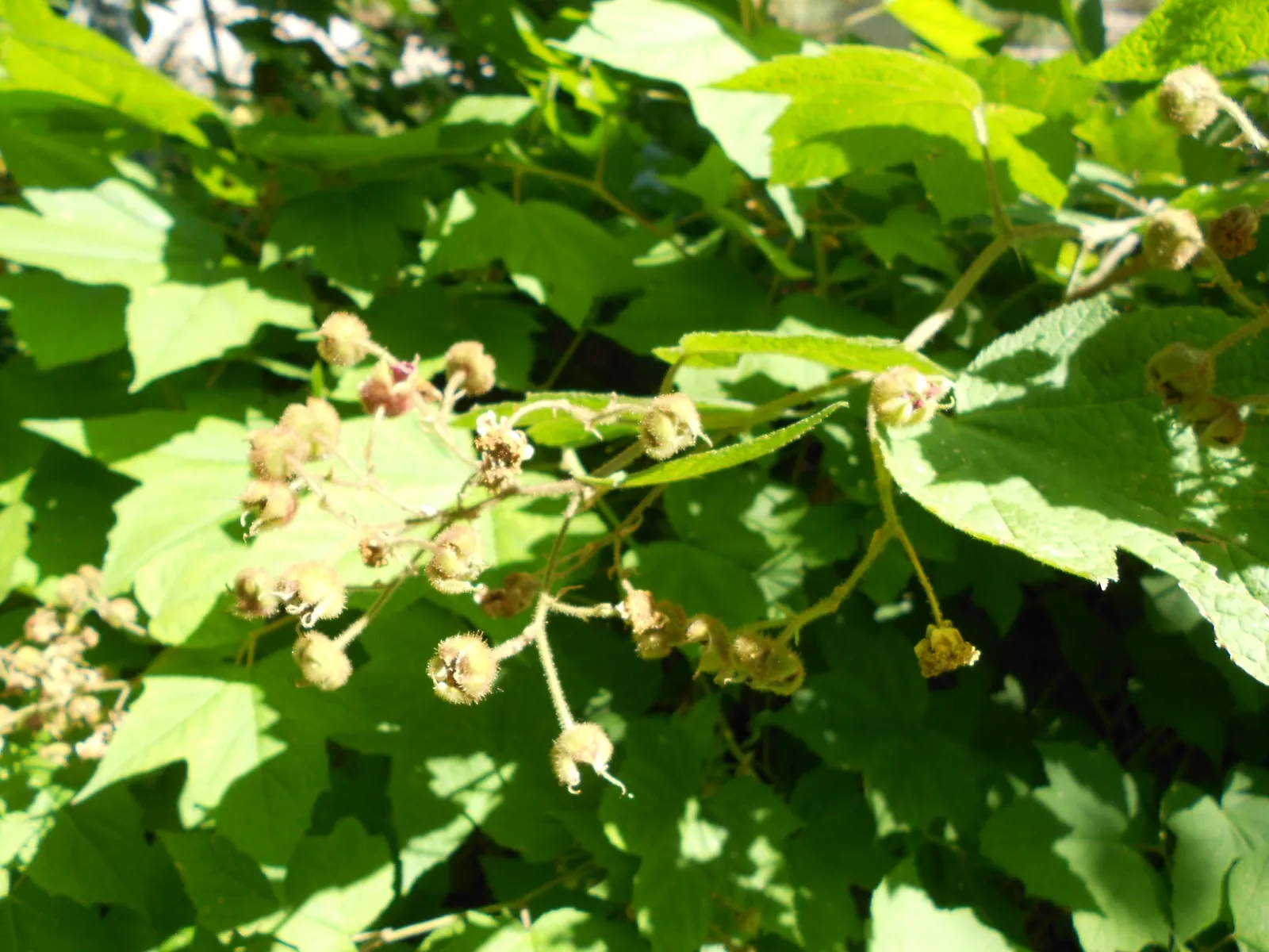 Purple Flowering Raspberry (Rubus Odoratus) — This plant's adaptability to various conditions