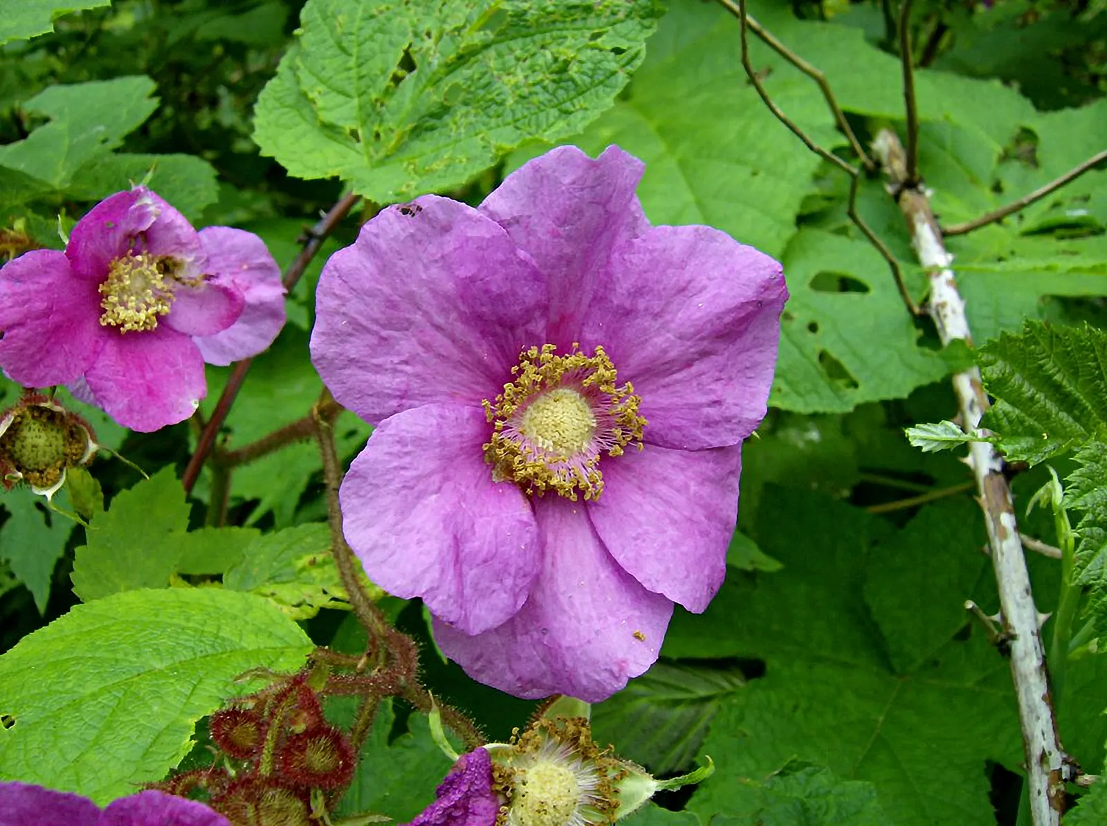 Purple Flowering Raspberry (Rubus Odoratus) — 1-2 inch magenta blossoms from June to August; its stems are characteristically thornless, image 64