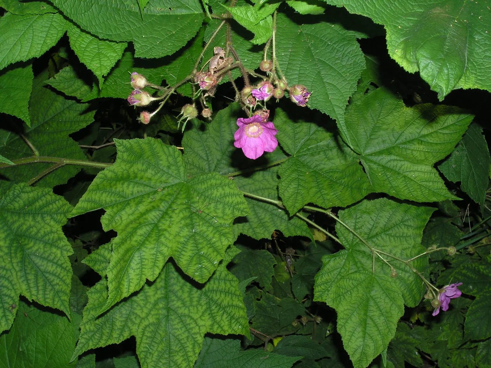 Purple Flowering Raspberry (Rubus Odoratus) — including tolerance for a range of pH levels and resistance to many pests