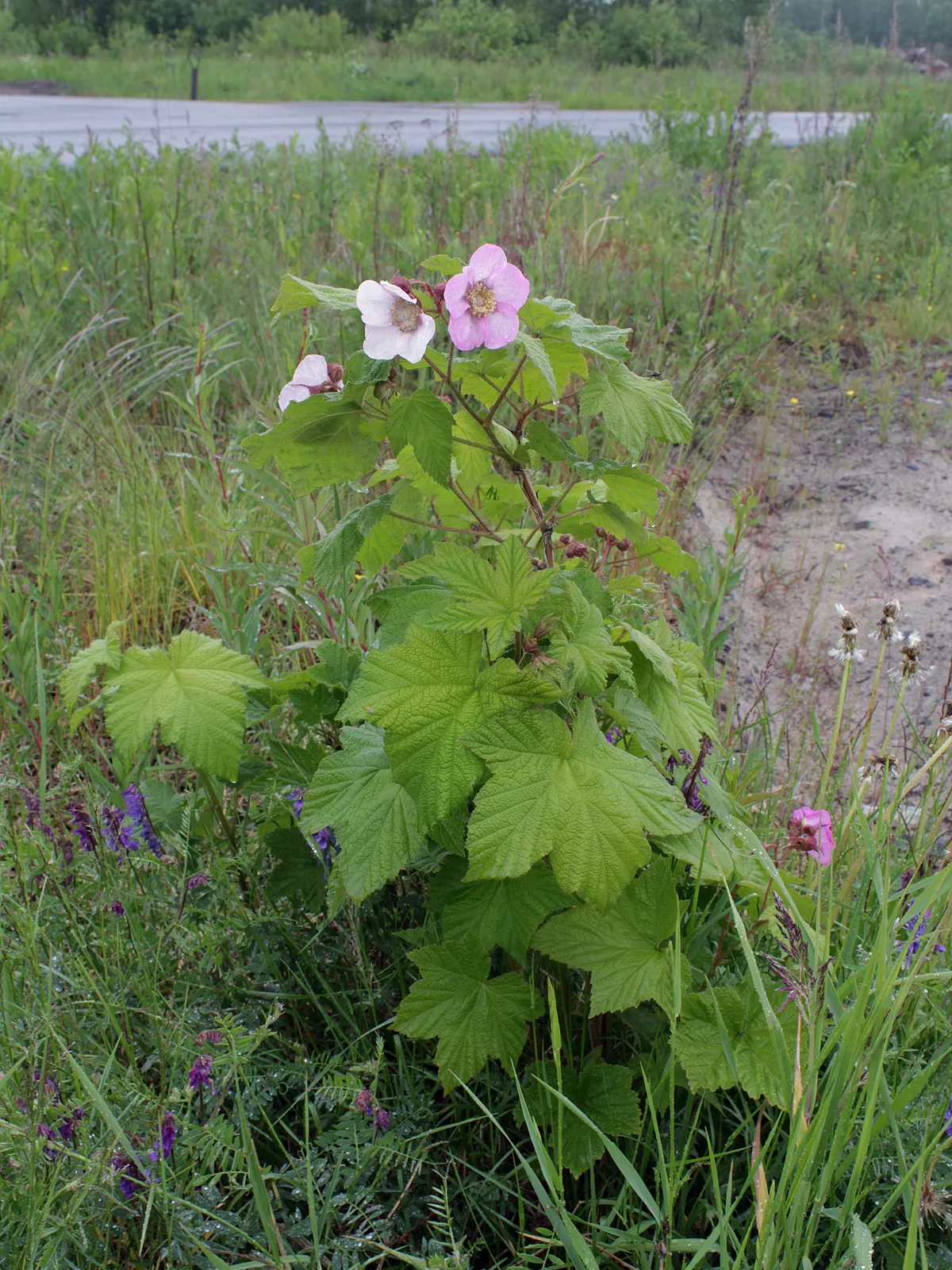 Purple Flowering Raspberry (Rubus Odoratus) — The foliage turns a pleasing yellow to orange color in the fall, extending the shrub's ornamental appeal