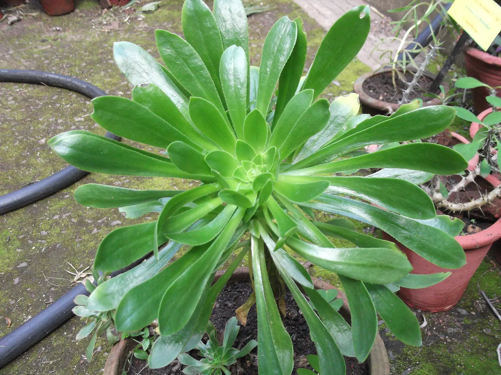 Mint Saucer Aeonium (Aeonium 'Mint Saucer') — it will bloom once - usually a tall spike of yellow flowers - before the individual rosette fades