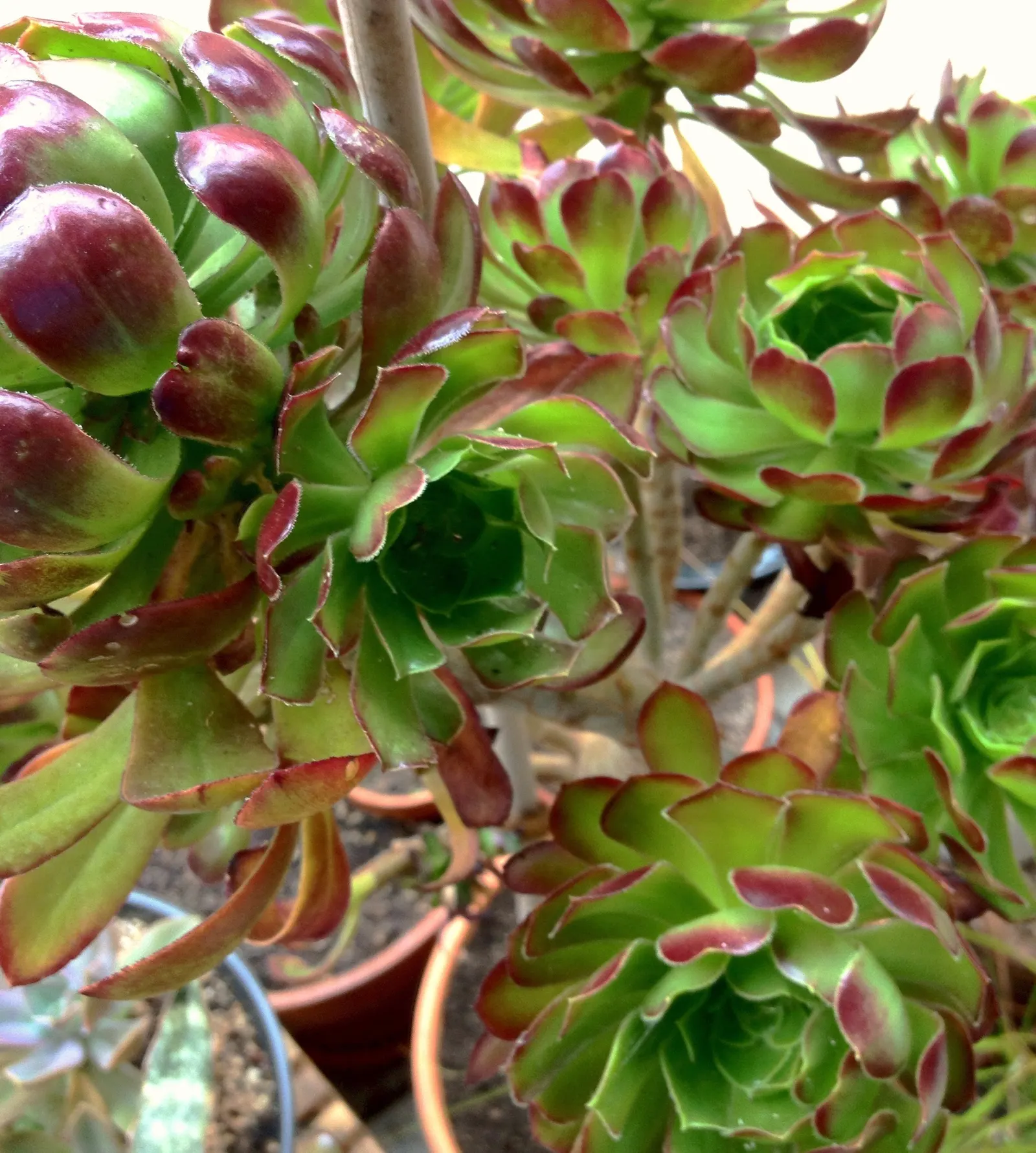 Mint Saucer Aeonium (Aeonium 'Mint Saucer') — the 'Mint Saucer' demands minimal maintenance