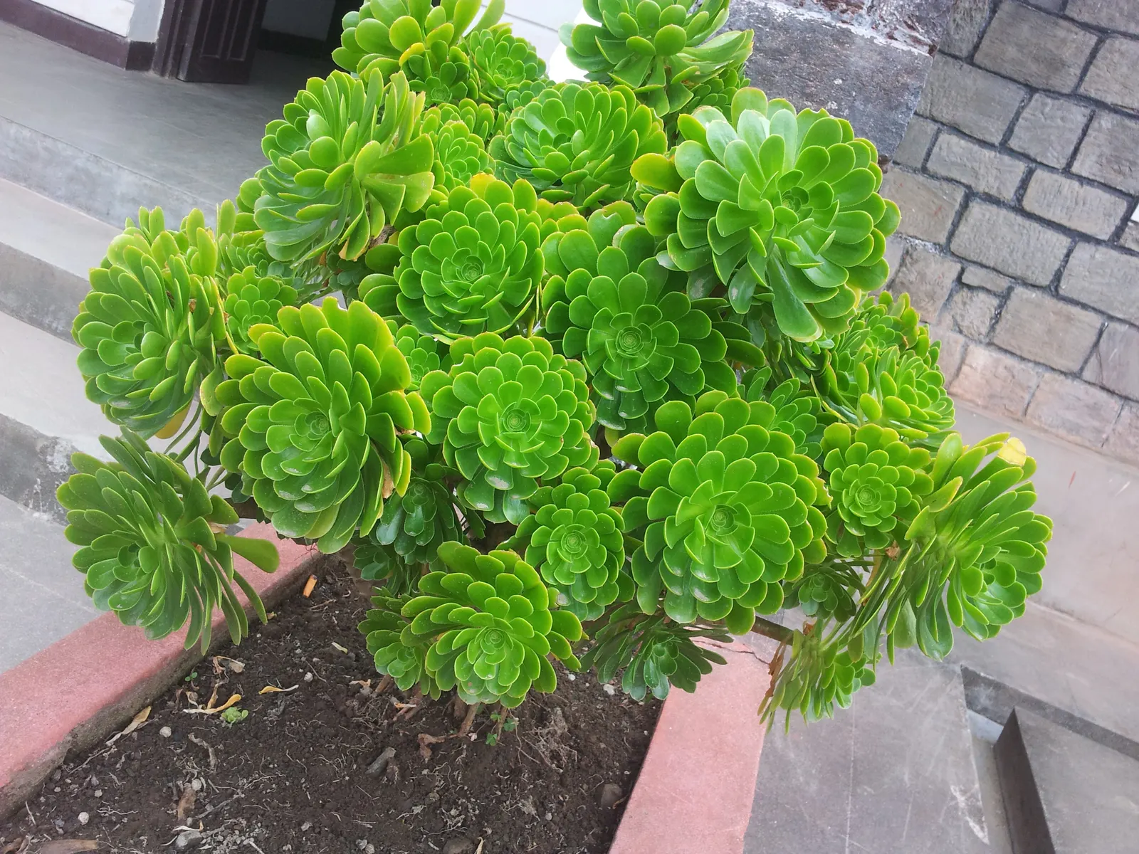 Mint Saucer Aeonium (Aeonium 'Mint Saucer') — indirect light to maintain its vibrant color without scorching.<br><br>When grouping with other plants