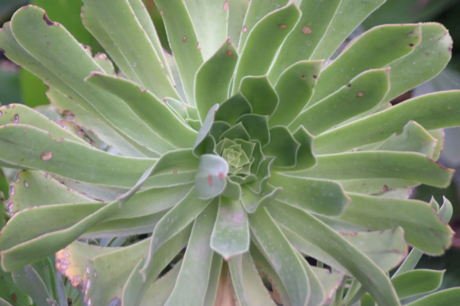 Mint Saucer Aeonium (Aeonium 'Mint Saucer') — and they are arranged neatly atop slender