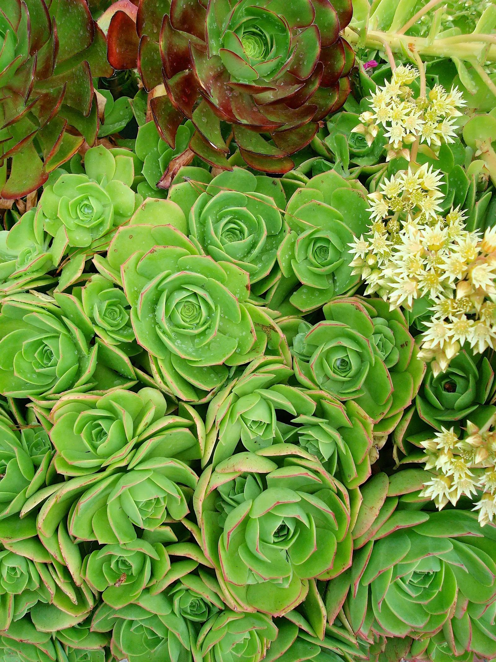 Mint Saucer Aeonium (Aeonium 'Mint Saucer') — spoon-shaped foliage in a vivid green shade