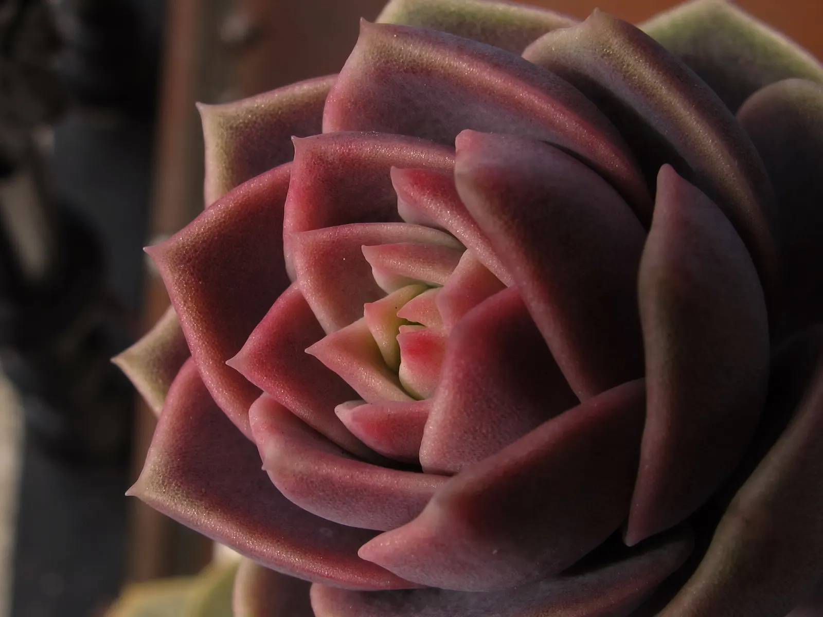 Mint Saucer Aeonium (Aeonium 'Mint Saucer') — It is best to water sparingly, allowing the soil to dry out completely between watering sessions