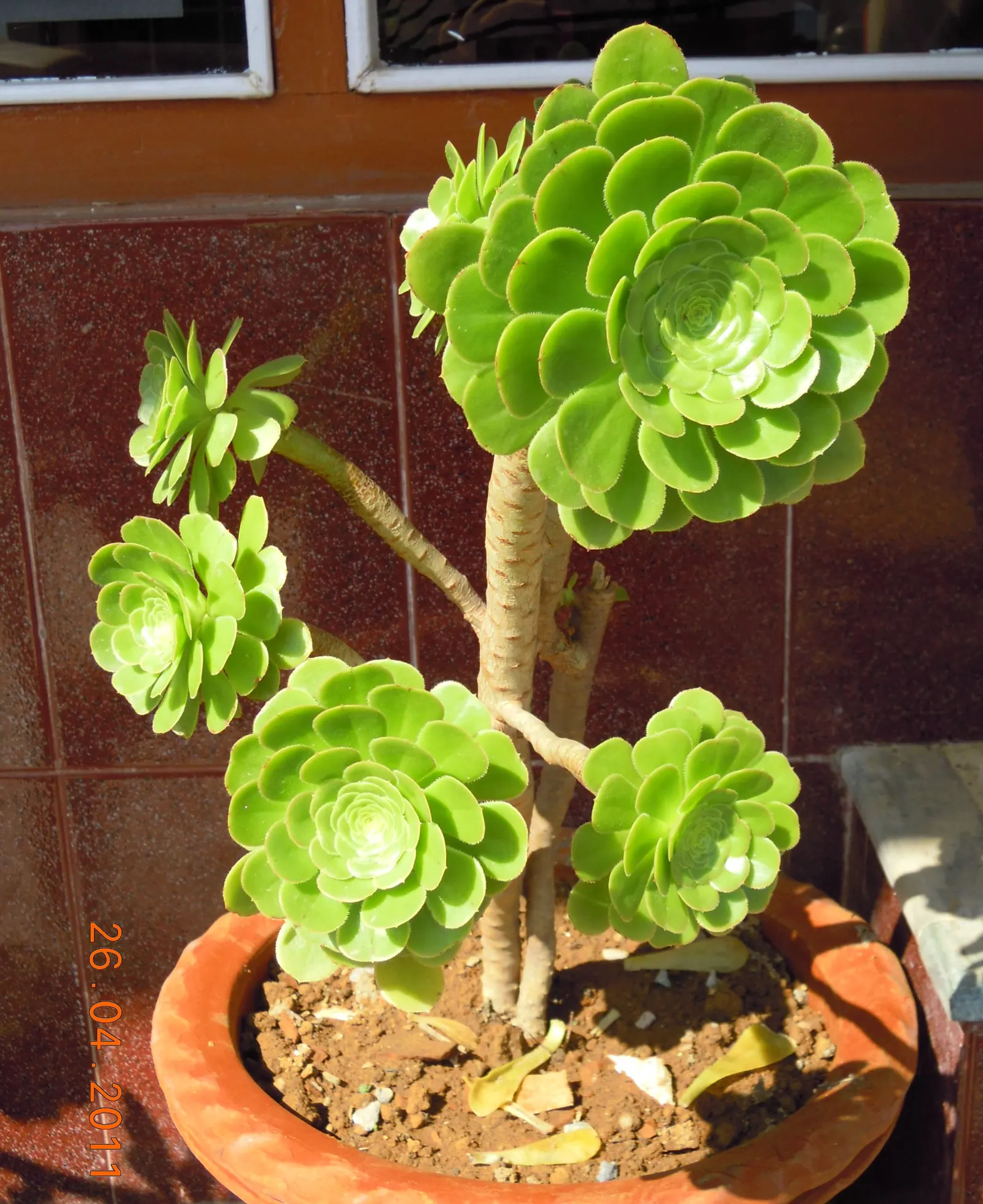 Mint Saucer Aeonium (Aeonium 'Mint Saucer') — This rosette-forming plant reaches up to 12 inches in height and width