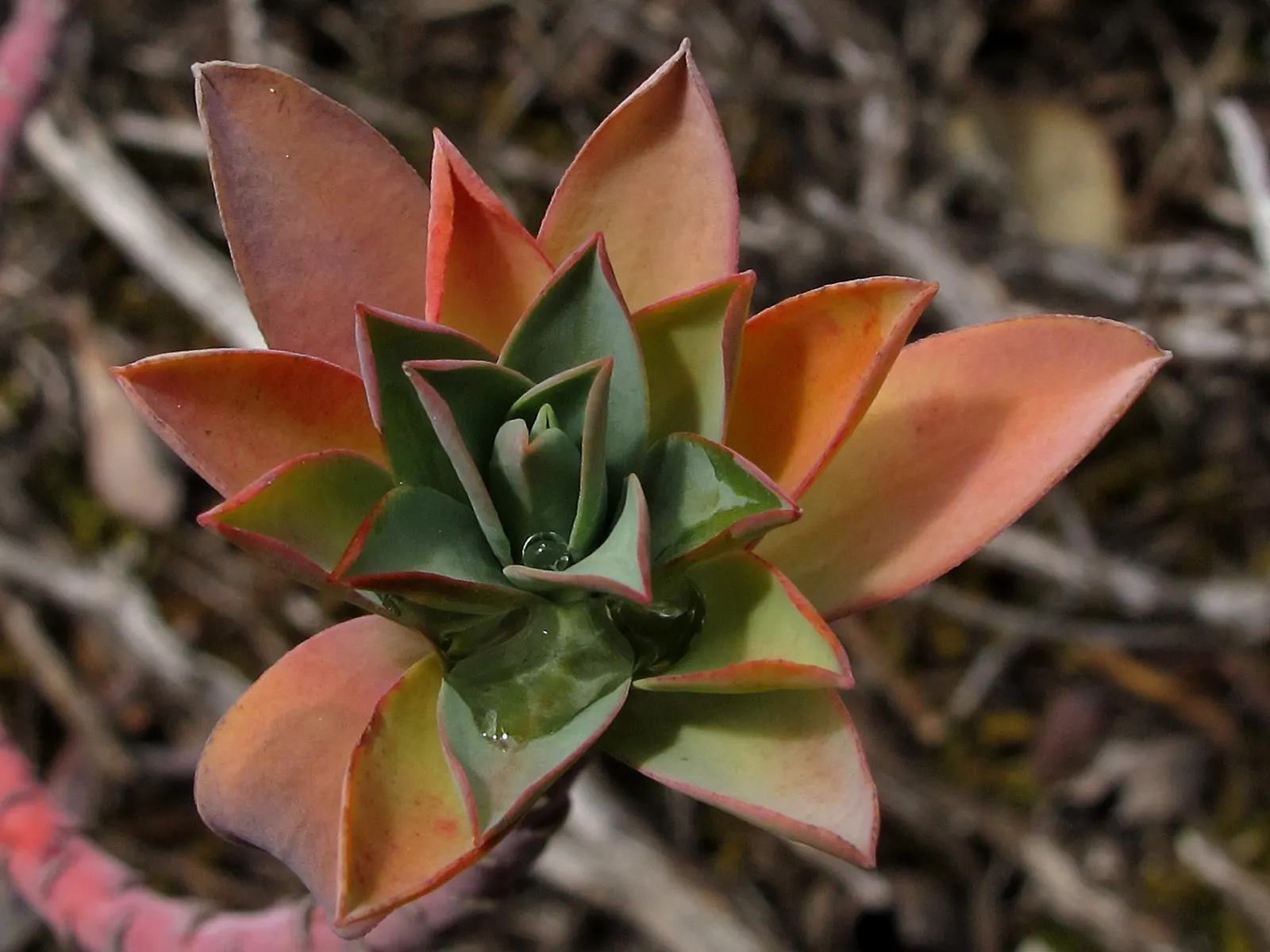 Mint Saucer Aeonium (Aeonium 'Mint Saucer') — such as the silver foliage of Senecio or the deep purples of other succulents like Echeveria