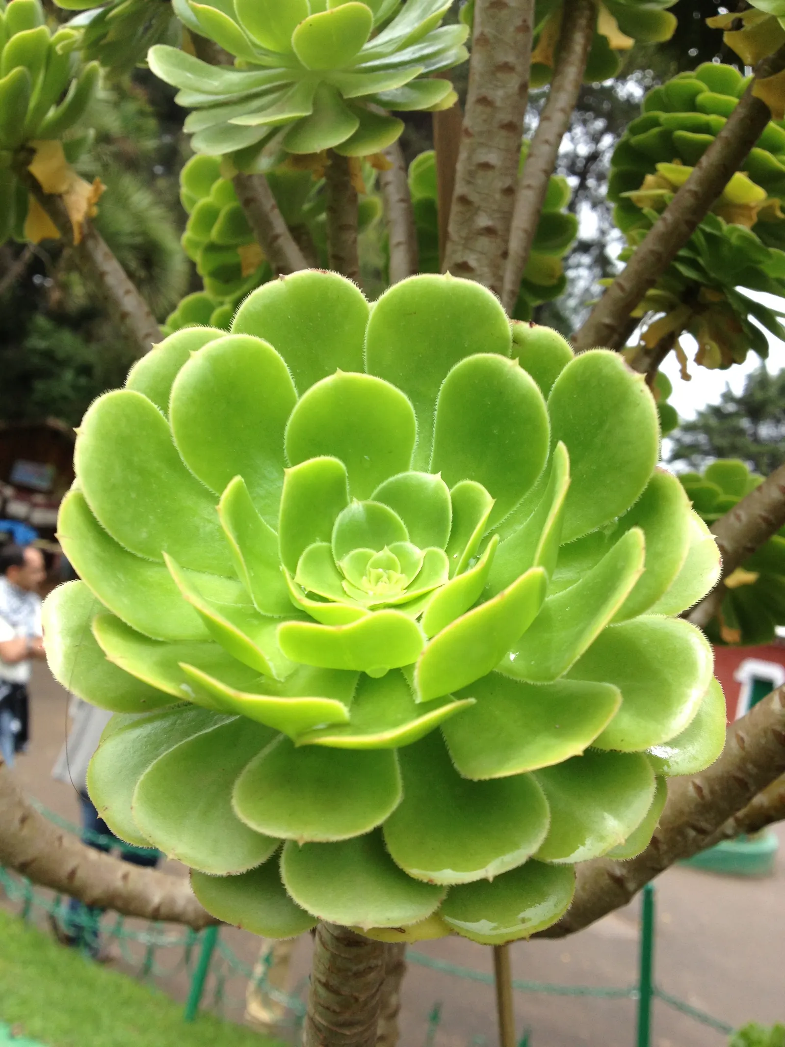 Mint Saucer Aeonium (Aeonium 'Mint Saucer') — is a stunning succulent with fleshy