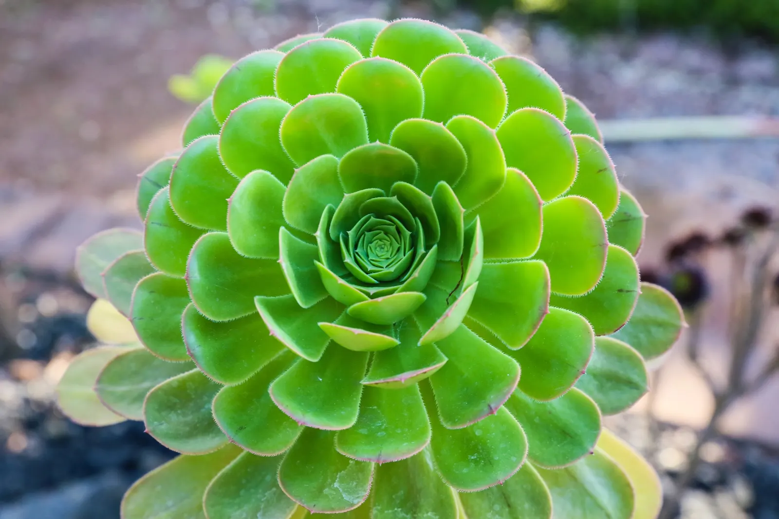Mint Saucer Aeonium (Aeonium 'Mint Saucer') — making it perfect for rock gardens or as a ground cover