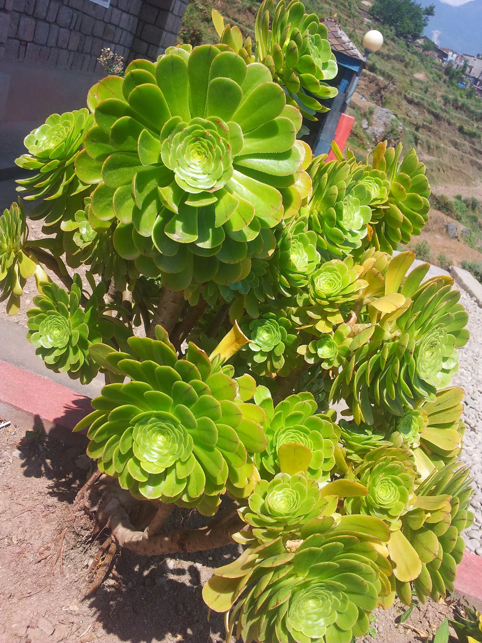 Mint Saucer Aeonium (Aeonium 'Mint Saucer') — the 'Mint Saucer' is remarkably drought-tolerant once established