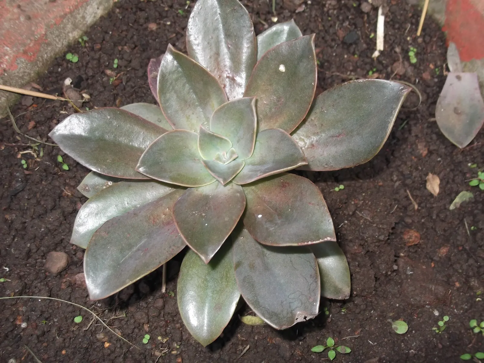 Mint Saucer Aeonium (Aeonium 'Mint Saucer') — it's notable that aside from aesthetic appeal