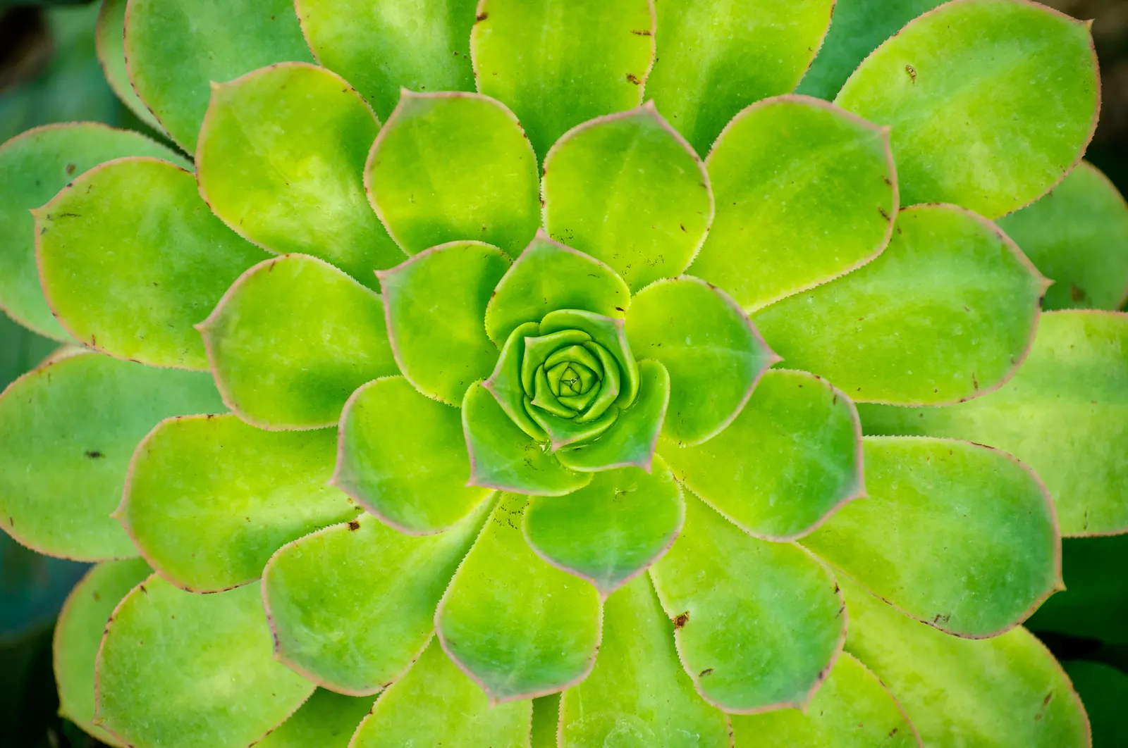 Mint Saucer Aeonium (Aeonium 'Mint Saucer') — These rosettes boast a radiant mint-green hue
