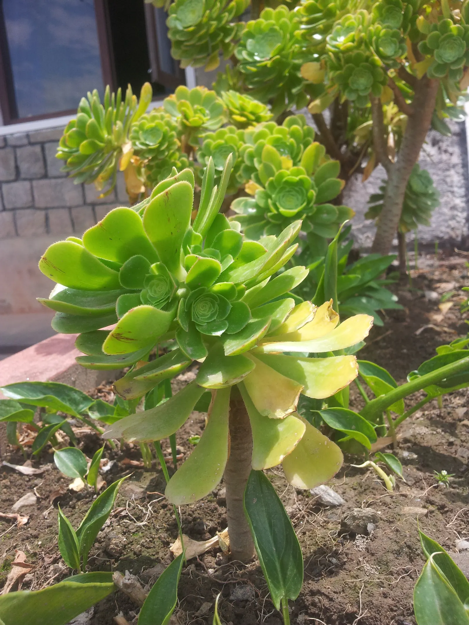 Mint Saucer Aeonium (Aeonium 'Mint Saucer') — The Aeonium 'Mint Saucer' is an evergreen succulent