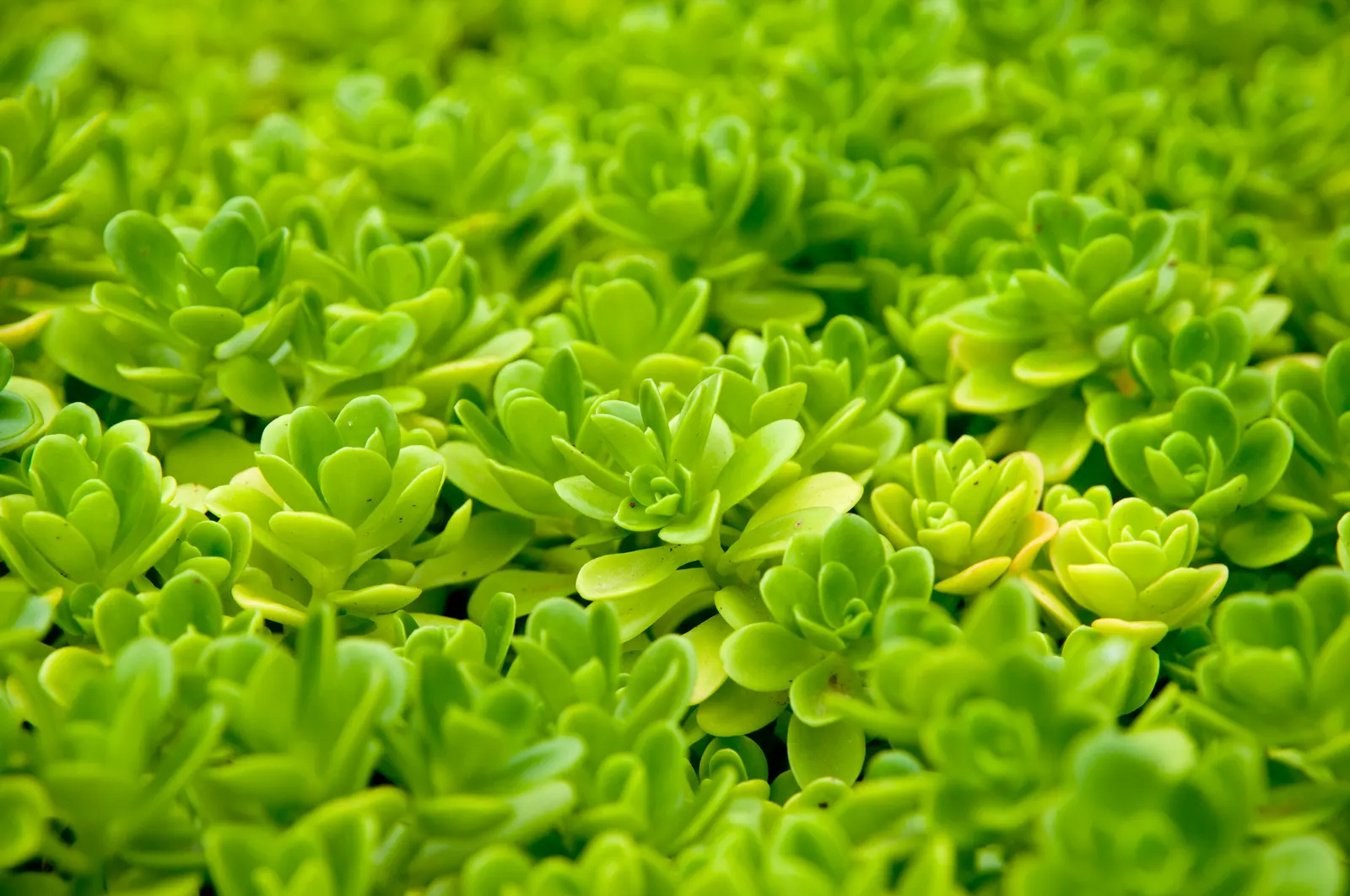 Mint Saucer Aeonium (Aeonium 'Mint Saucer') — consider pairing 'Mint Saucer' with contrasting textures and colors