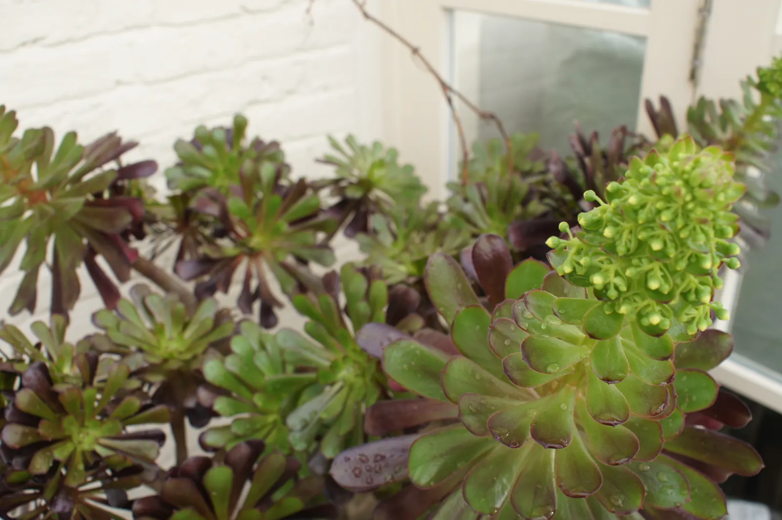 Mint Saucer Aeonium (Aeonium 'Mint Saucer') — making it an ideal plant for water-wise gardens or arid climate landscapes