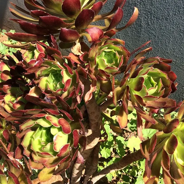 Mint Saucer Aeonium (Aeonium 'Mint Saucer') — Each rosette can grow to an impressive diameter of up to 8 to 10 inches