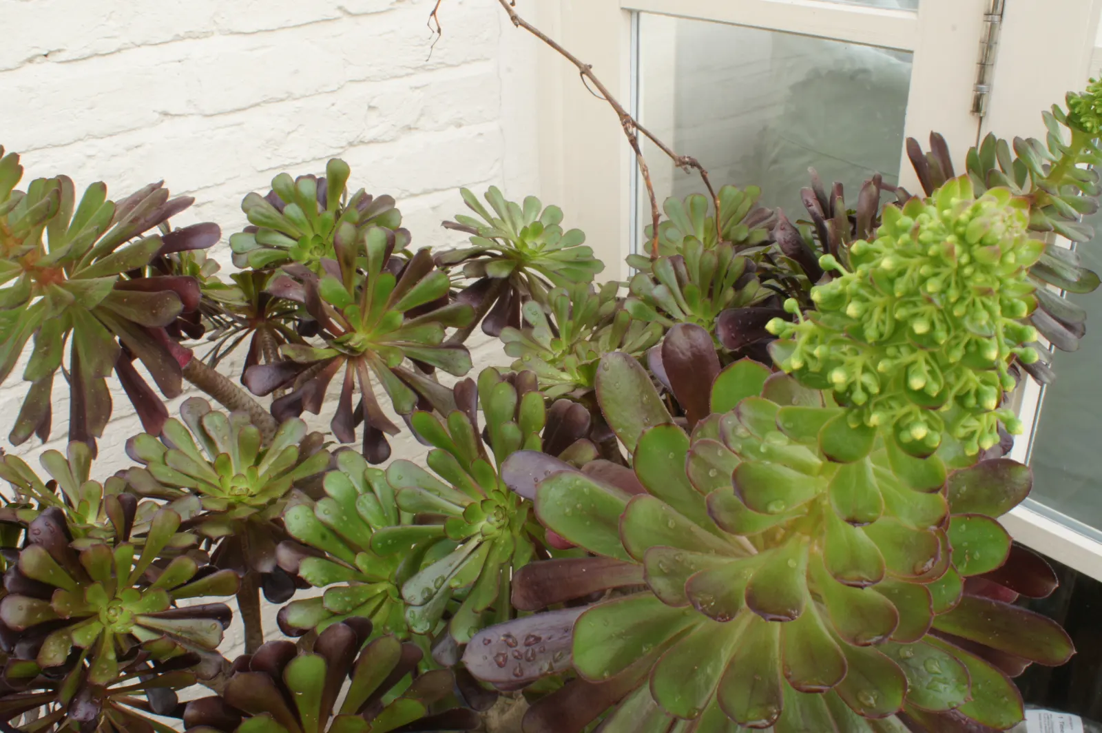 Mint Saucer Aeonium (Aeonium 'Mint Saucer') — Minimal water requirements and hardy to USDA Zone 9