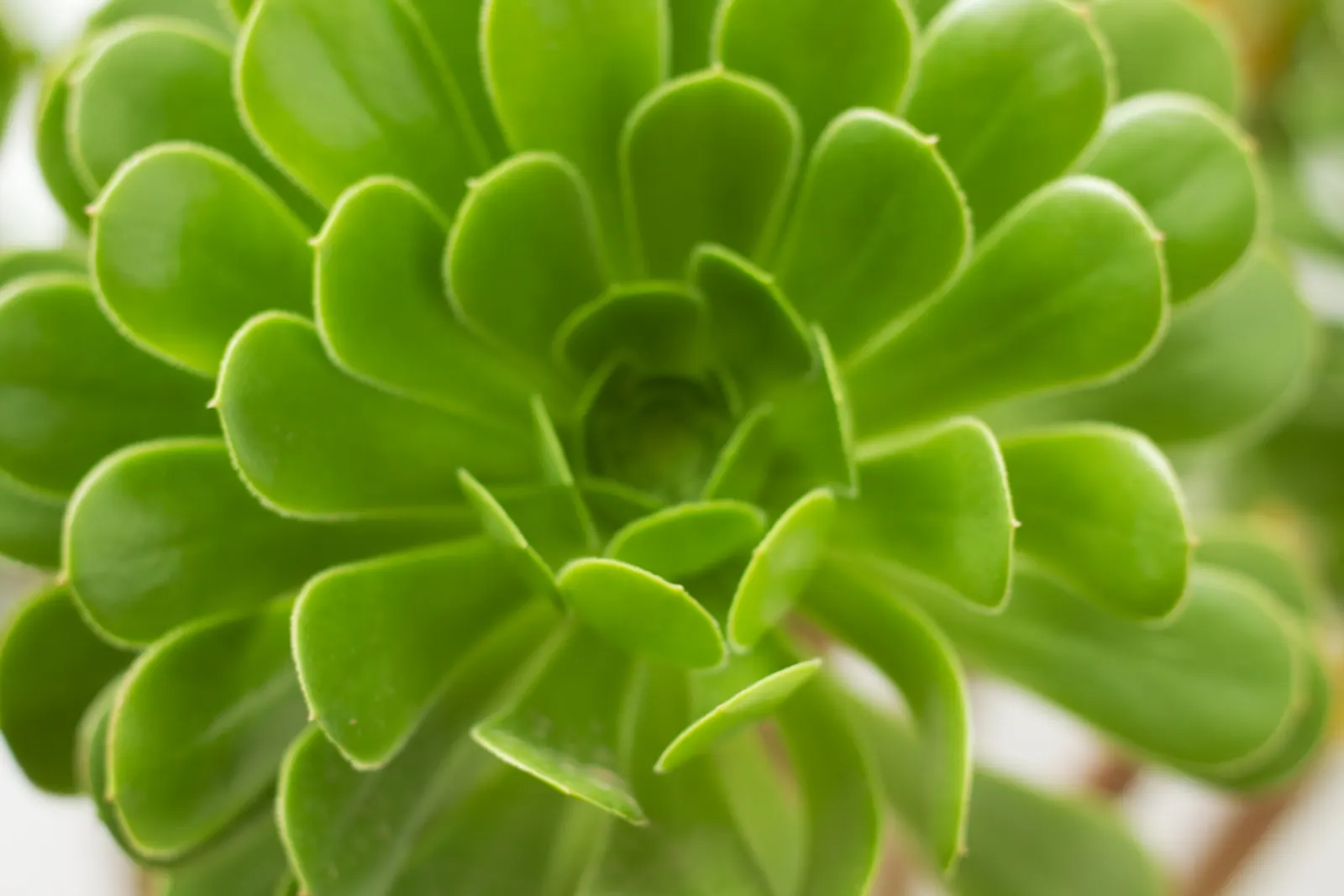 Mint Saucer Aeonium (Aeonium 'Mint Saucer') — It requires well-draining soil to prevent root rot and thrives in full to partial sunlight - favoring bright
