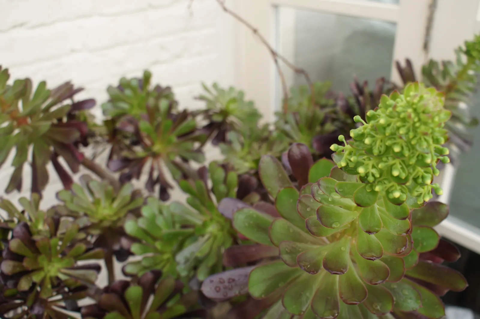 Mint Saucer Aeonium (Aeonium 'Mint Saucer') — prized for its distinctive rosettes of fleshy