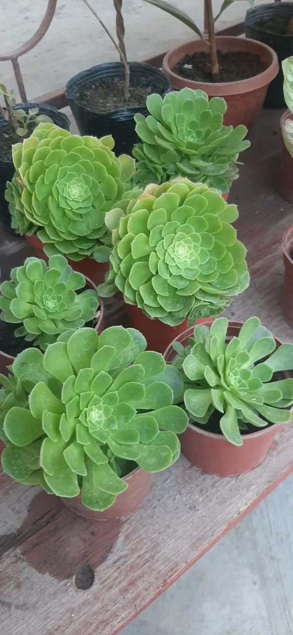 Mint Saucer Aeonium (Aeonium 'Mint Saucer') — Thrives in well-drained soil with full to partial sunlight