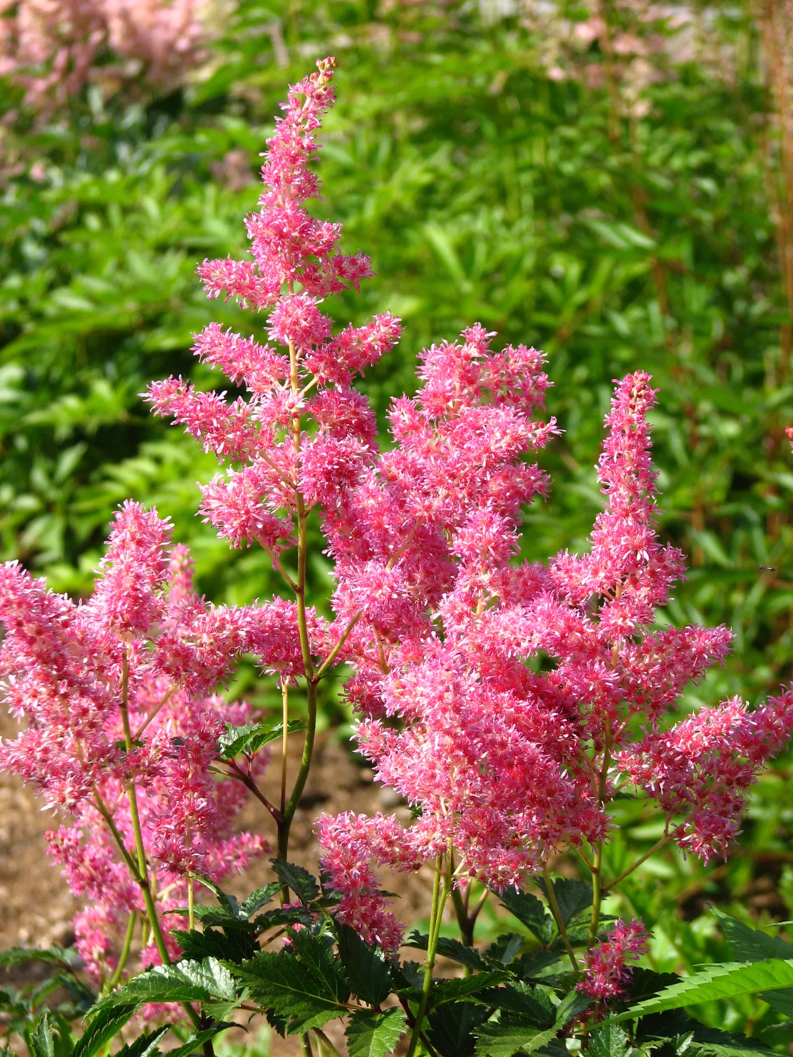 Rheinland False Spirea (Astilbe 'Rheinland') — Growing 18-24 inches tall with a similar spread