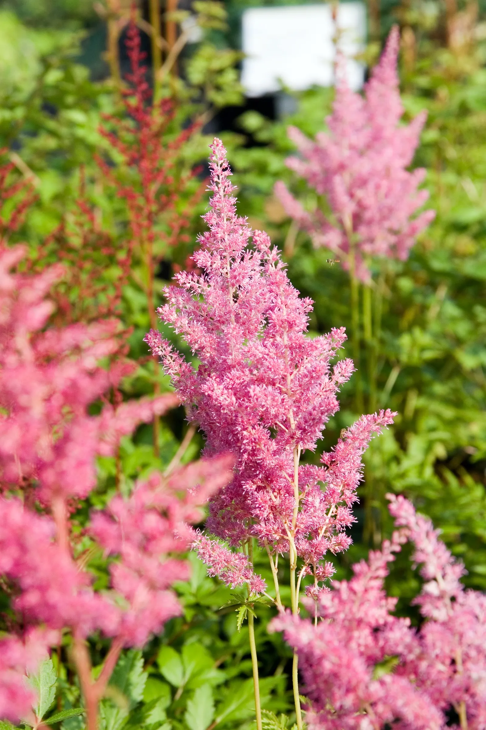 Rheinland False Spirea (Astilbe 'Rheinland') — The rich green, fern-like foliage adds texture to shaded gardens
