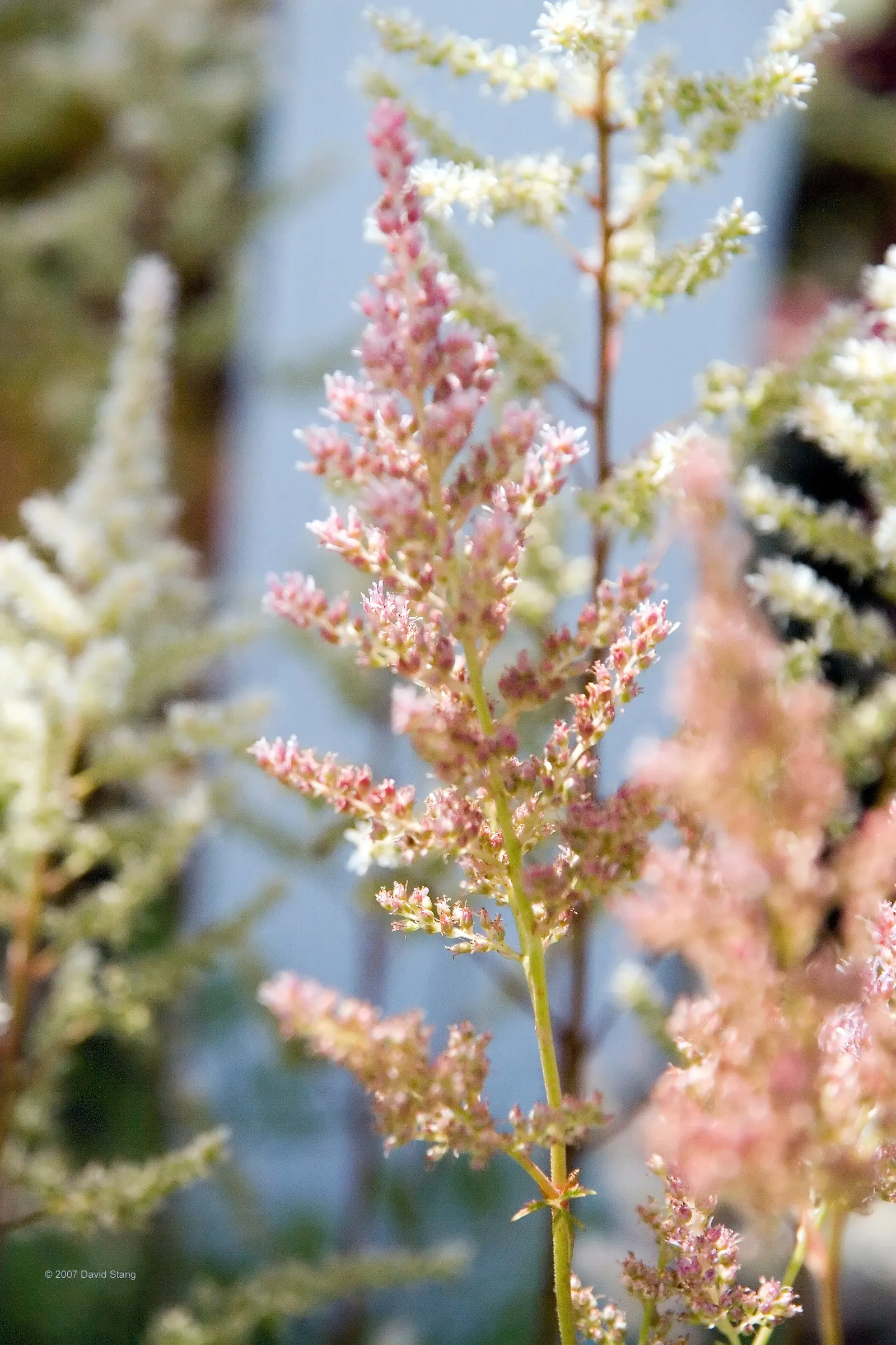Rheinland False Spirea (Astilbe 'Rheinland') — Astilbe 'Rheinland' is a perennial valued for its dense