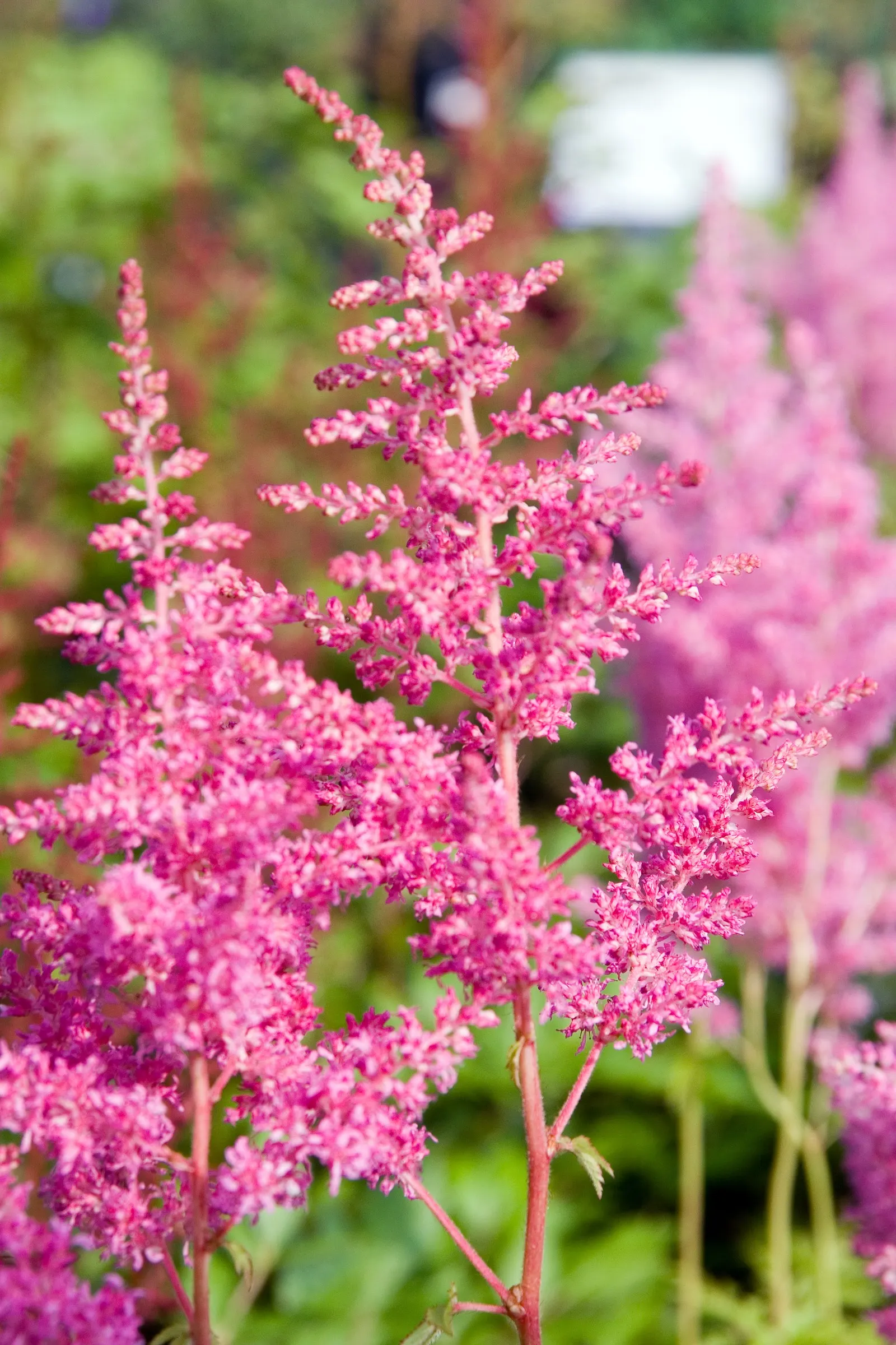 Rheinland False Spirea (Astilbe 'Rheinland') — plume-like clusters of pink flowers