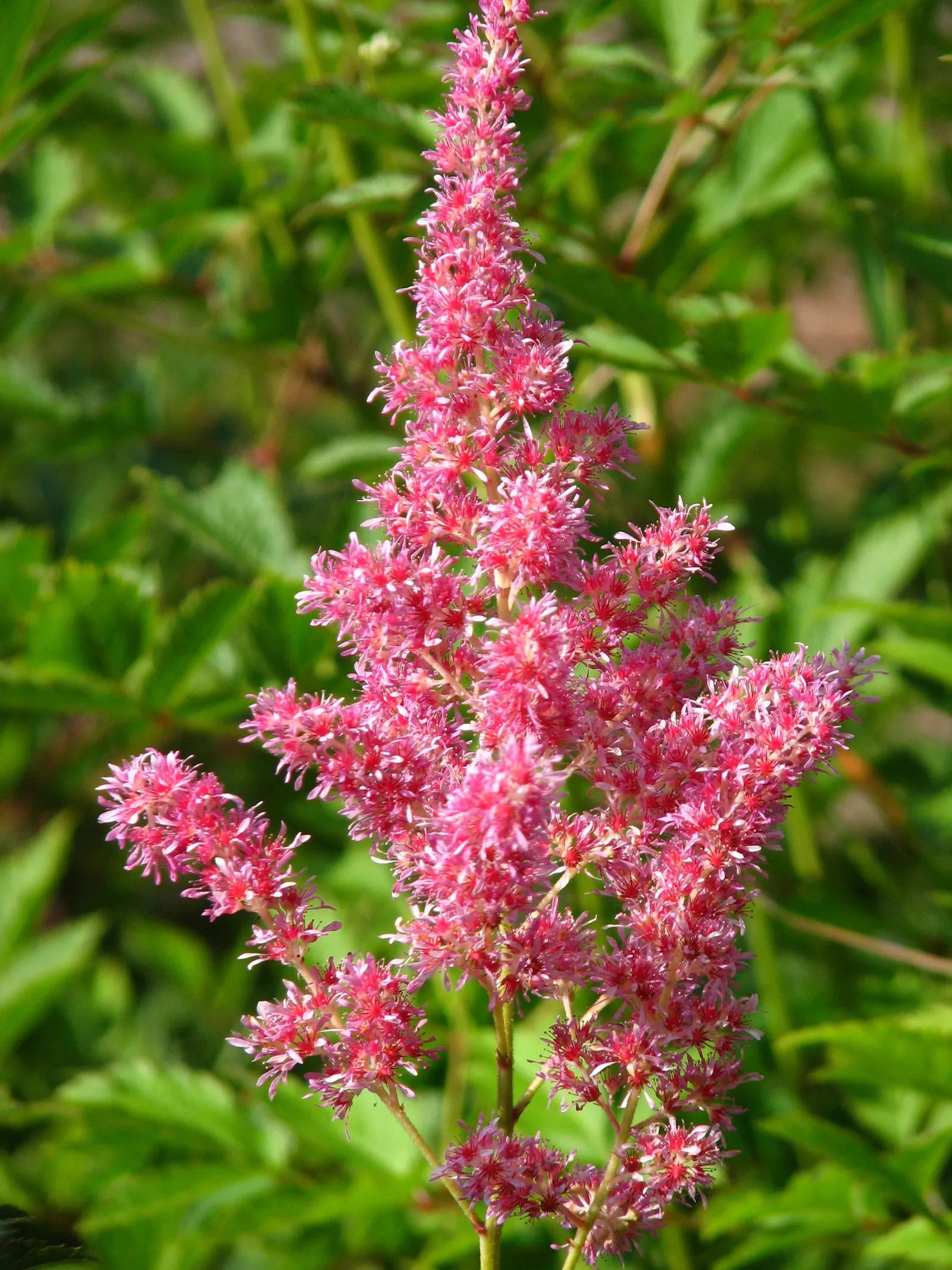 Rheinland False Spirea (Astilbe 'Rheinland') — it thrives in part to full shade with moist