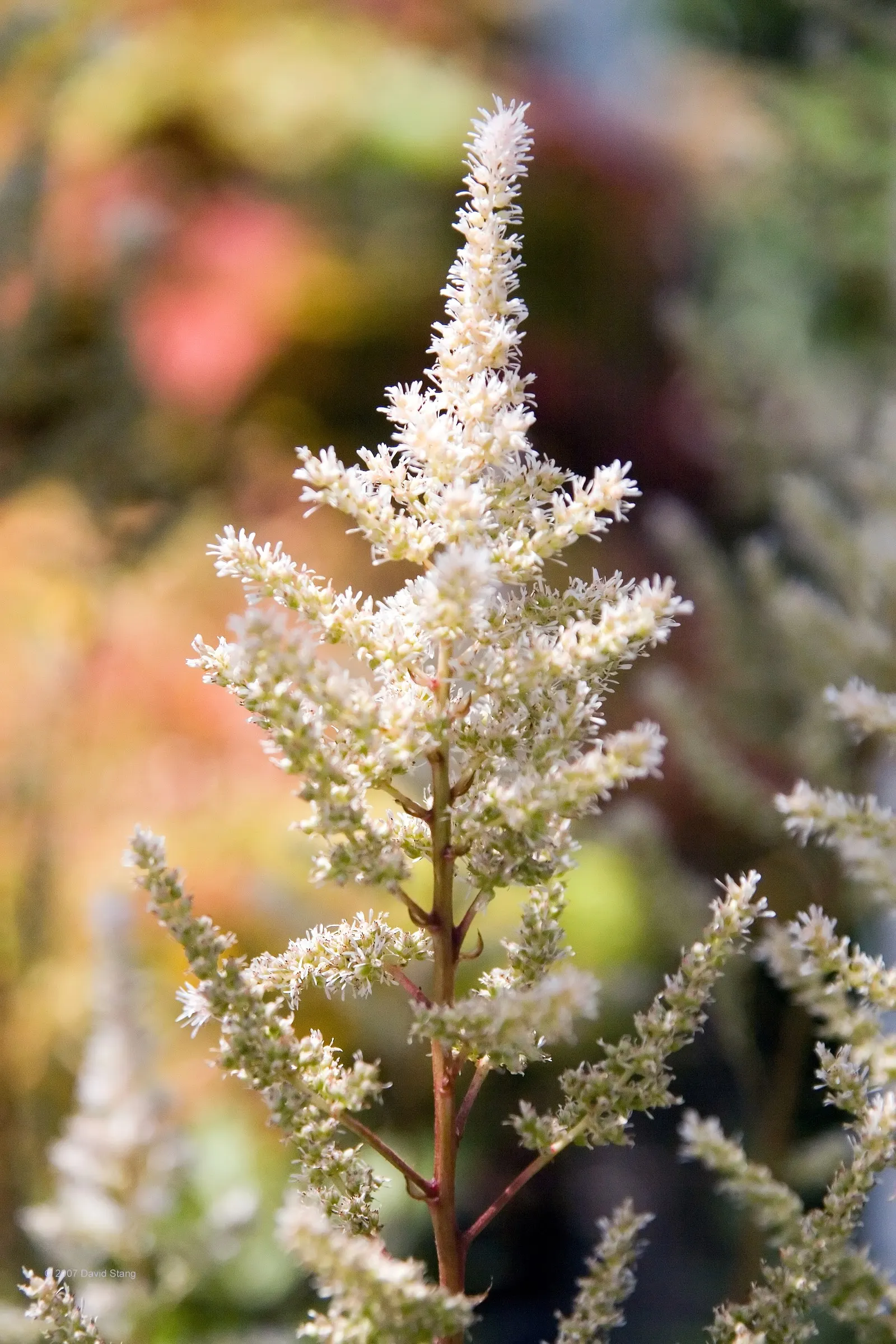 Rheinland False Spirea (Astilbe 'Rheinland') — It's ideal for borders, mass plantings, and woodland gardens