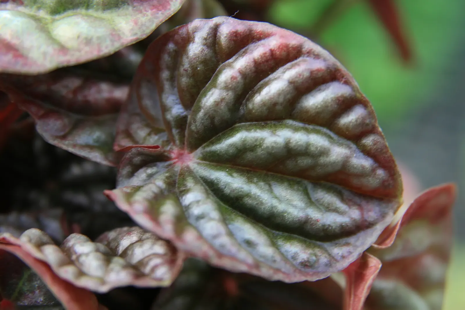 Emerald Ripple Peperomia (Peperomia Caperata) — adding a textural contrast with its ornately patterned leaves; or as a delicate indoor accent