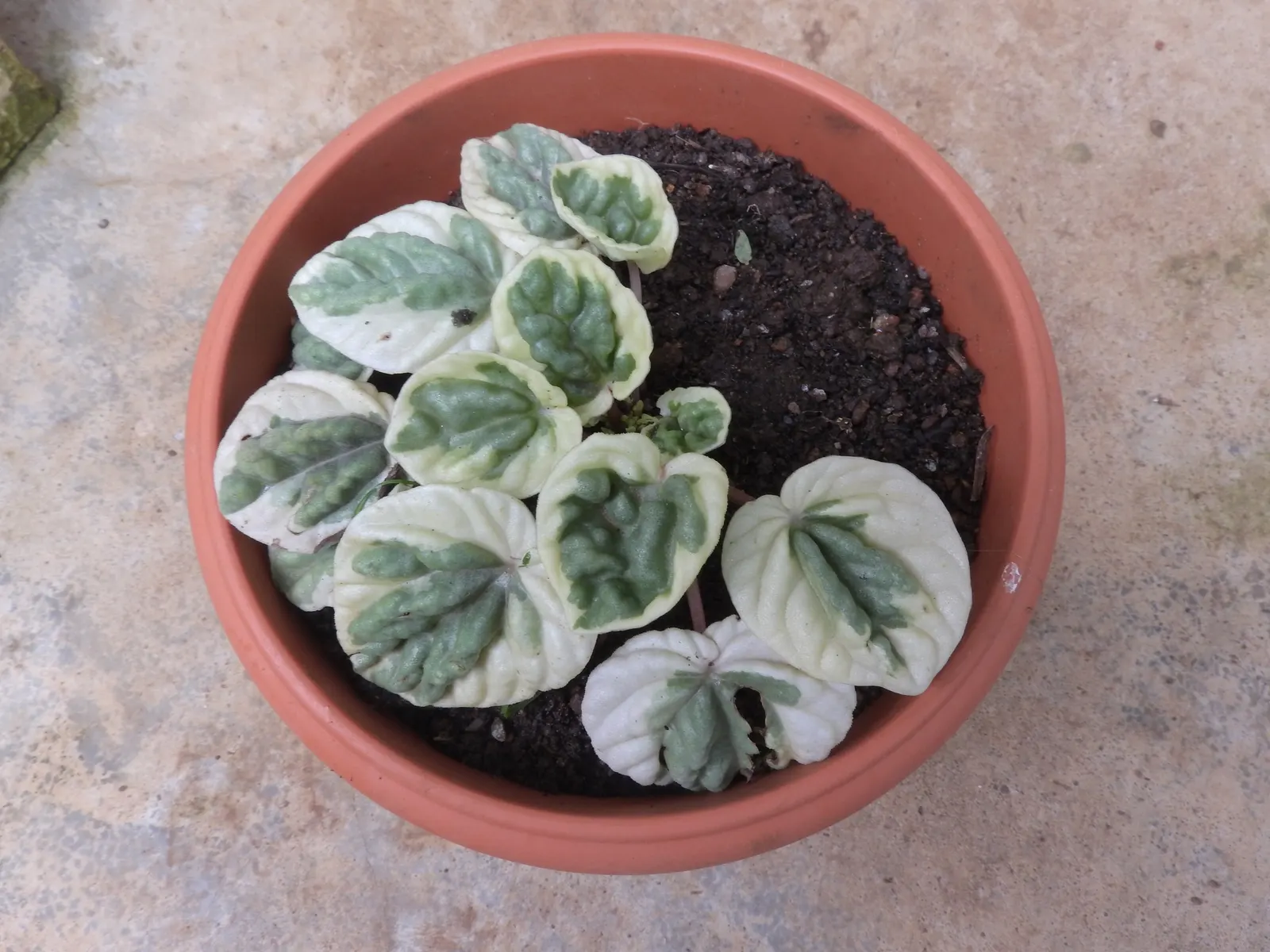 Emerald Ripple Peperomia (Peperomia Caperata) — Its non-invasive nature and modest size make it particularly suitable for rock gardens