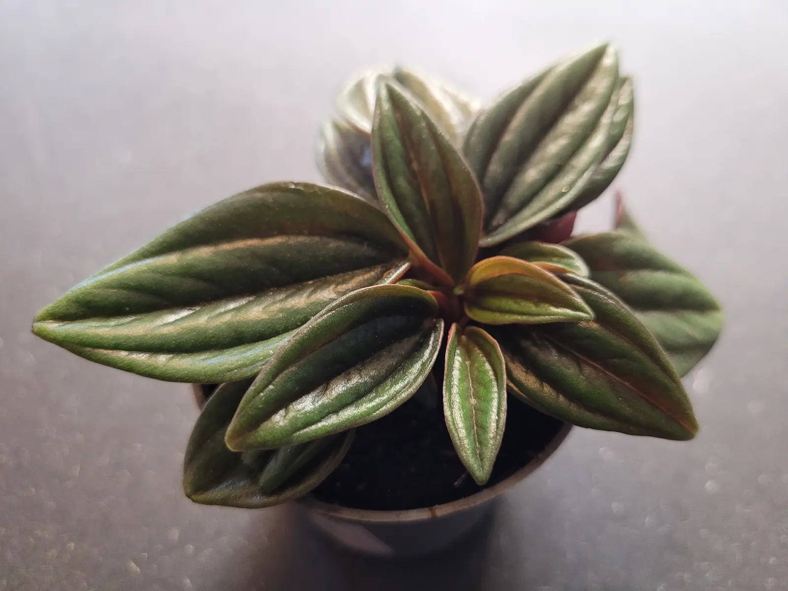 Emerald Ripple Peperomia (Peperomia Caperata) — ground cover / perennial with white blooms; ensuring the top inch of soil dries out between waterings