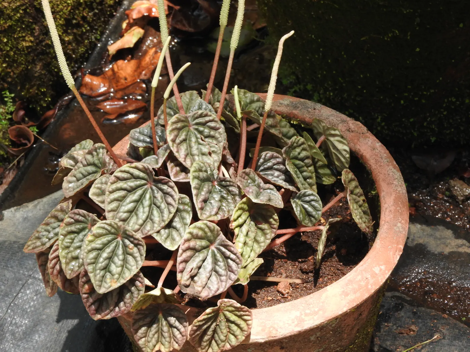 Emerald Ripple Peperomia (Peperomia Caperata) — Emerald Ripple Peperomia (Peperomia caperata) is a compact herbaceous perennial