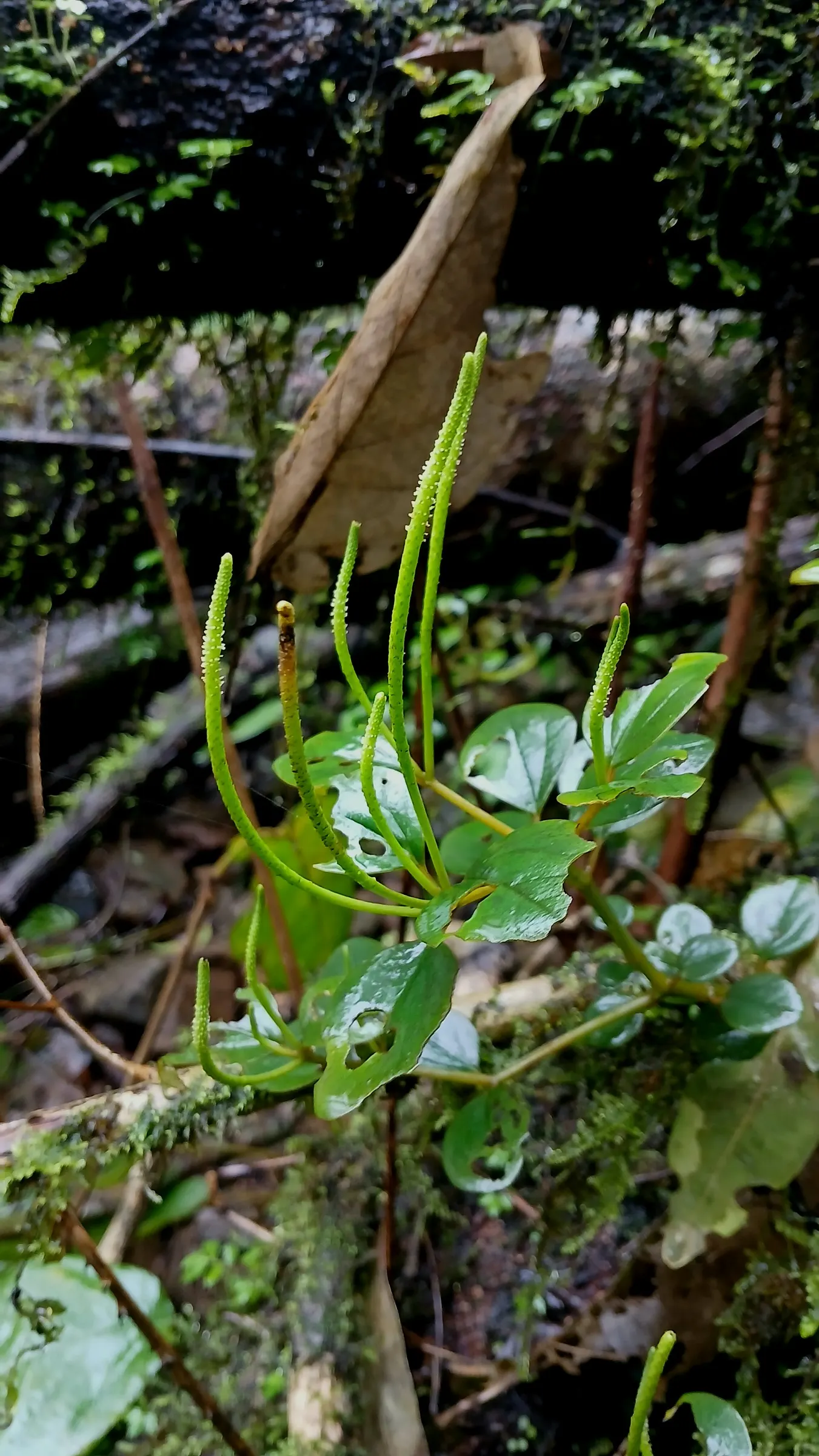 Emerald Ripple Peperomia (Peperomia Caperata) — Its non-invasive nature and modest size make it particularly suitable for rock gardens; peperomia caperata is